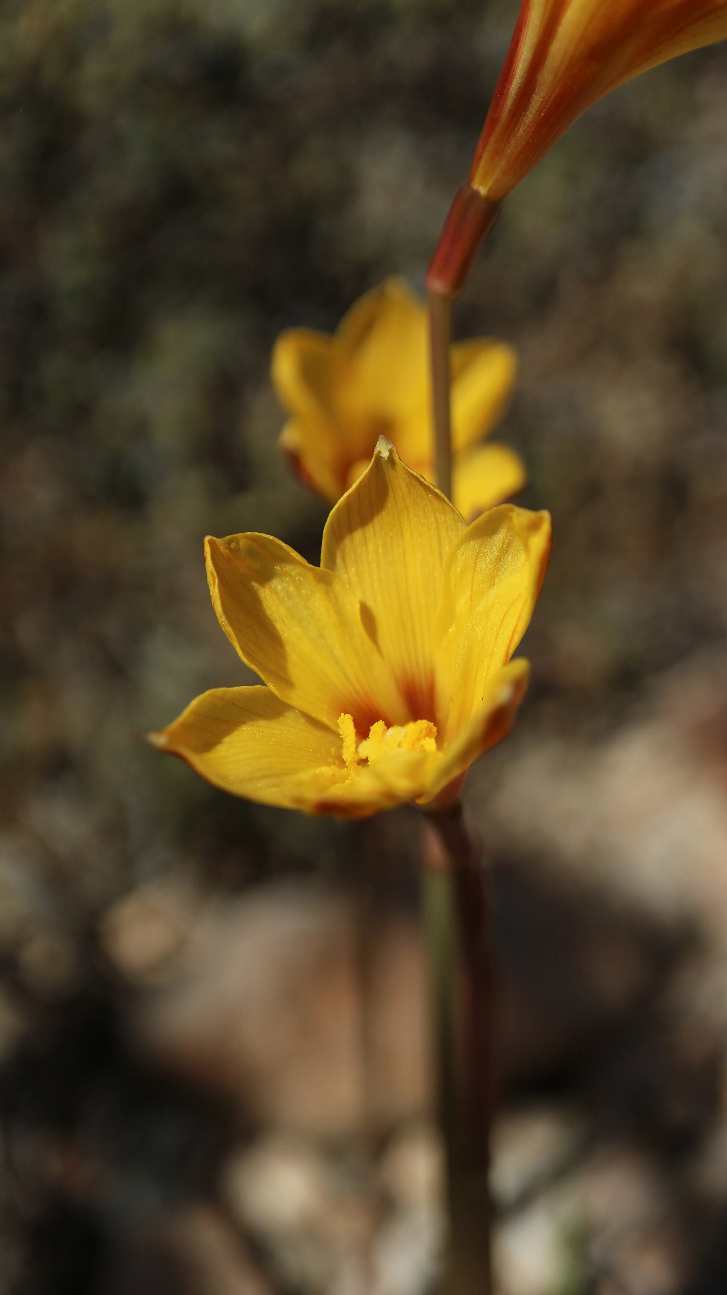 Habranthus tubispathus / Amaryllidaceae / S USA