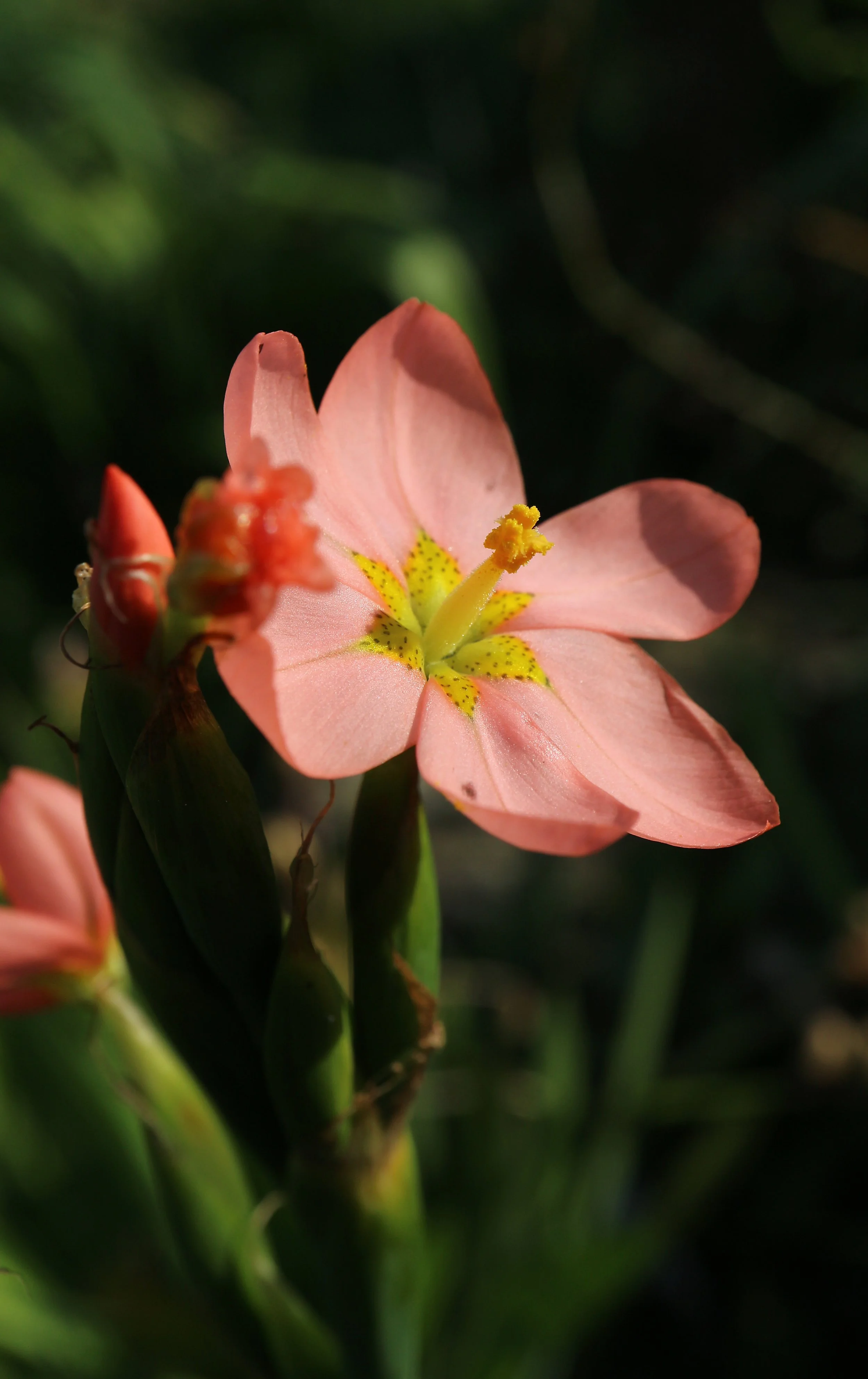 Moraea miniata / Iridaceae / SW Cape, South Africa