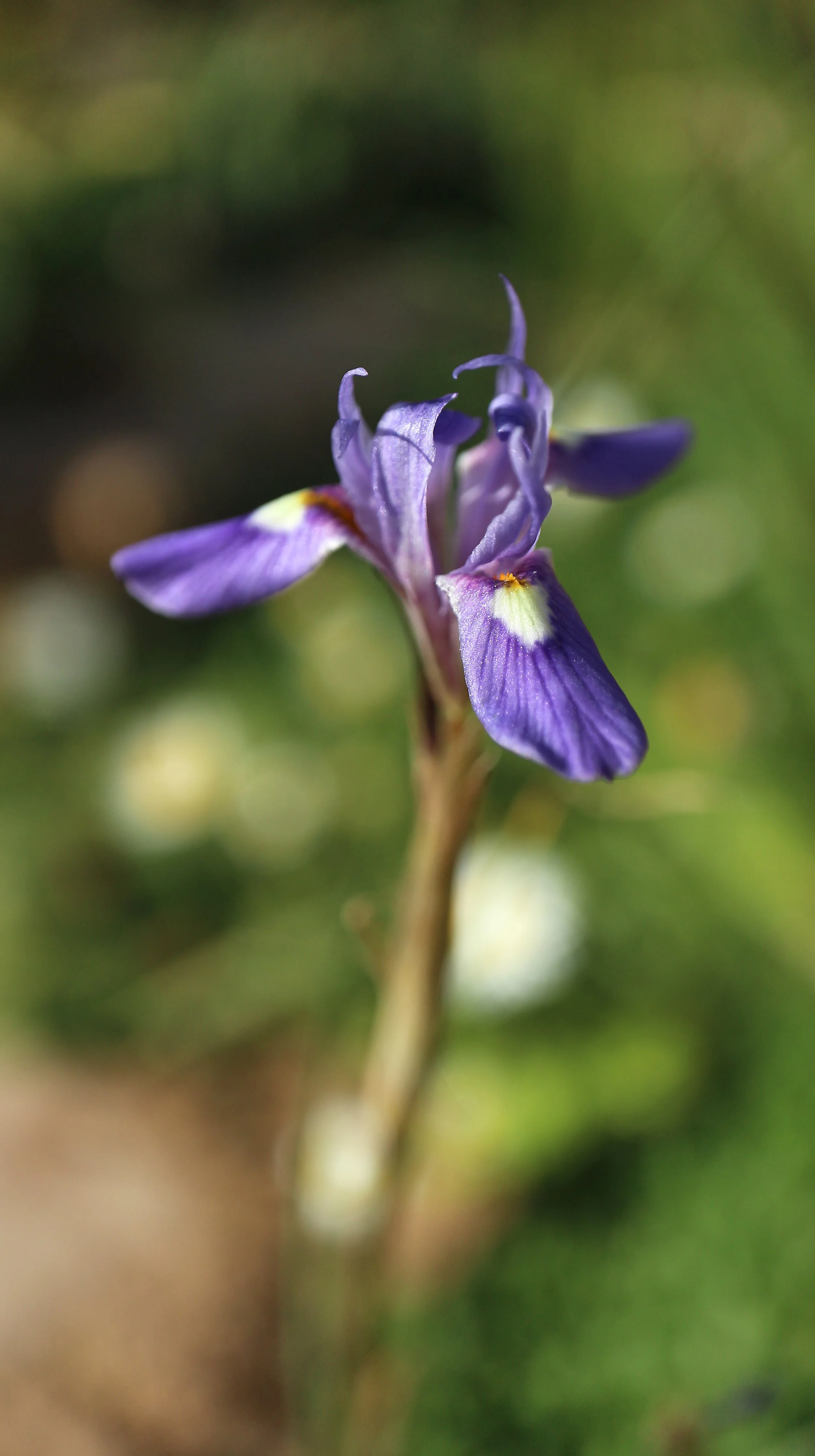 Moraea mediterranea (ex Crete) / Iridaceae / E Mediterranean