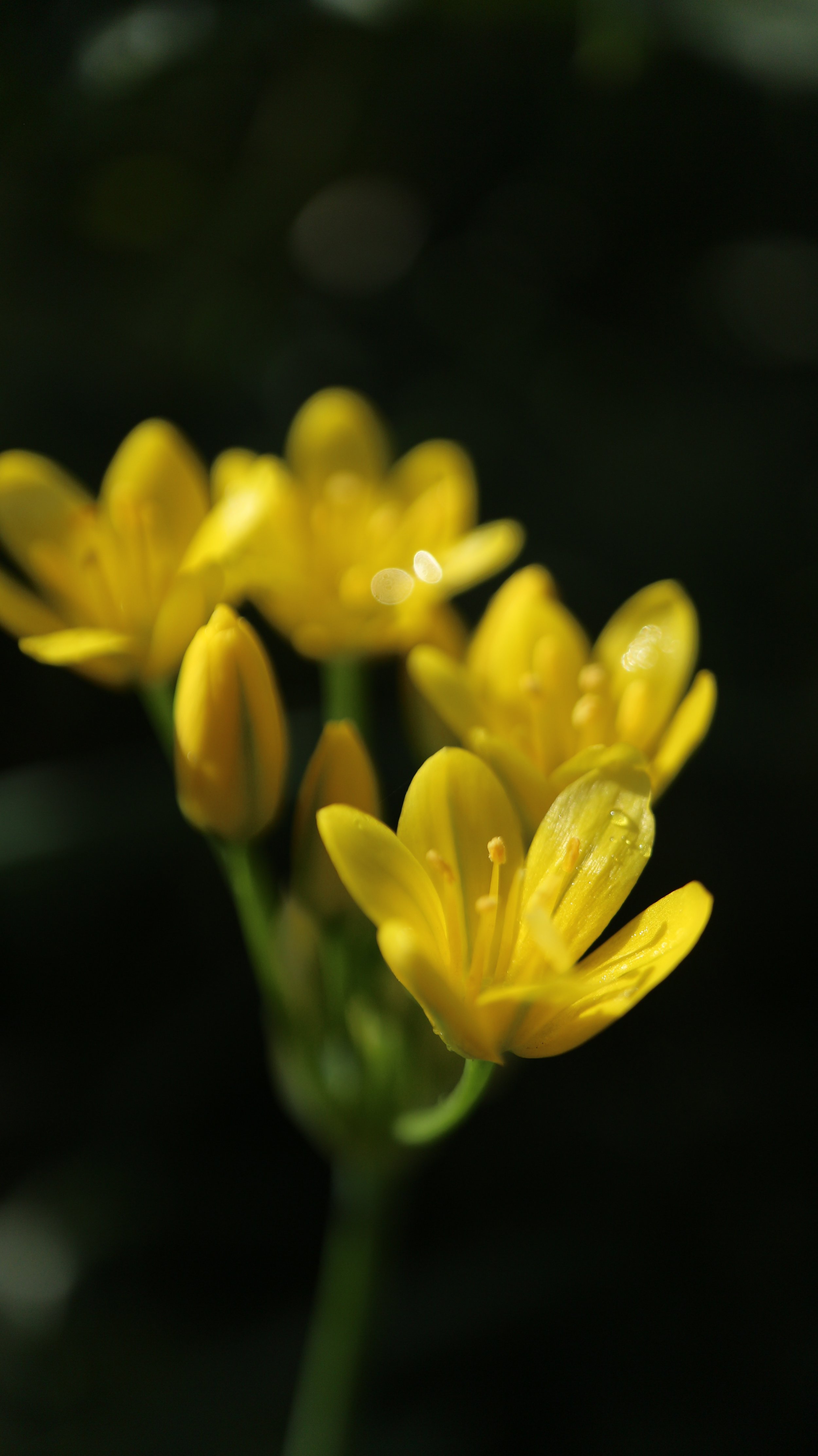 Triteleia lemmoniae / Brodiaoideae / California