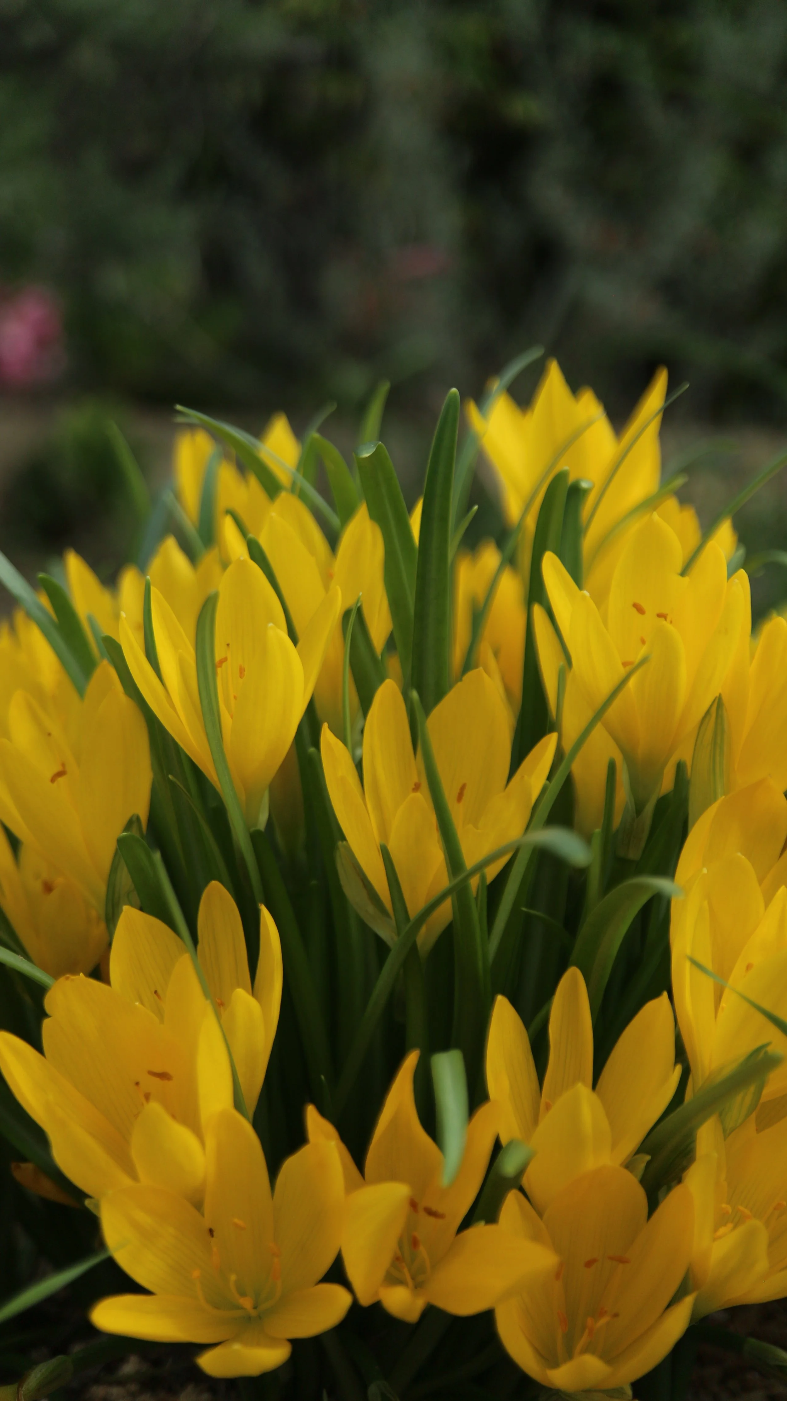 Sternbergia sicula / Amaryllidaceae / Mediterranean Region