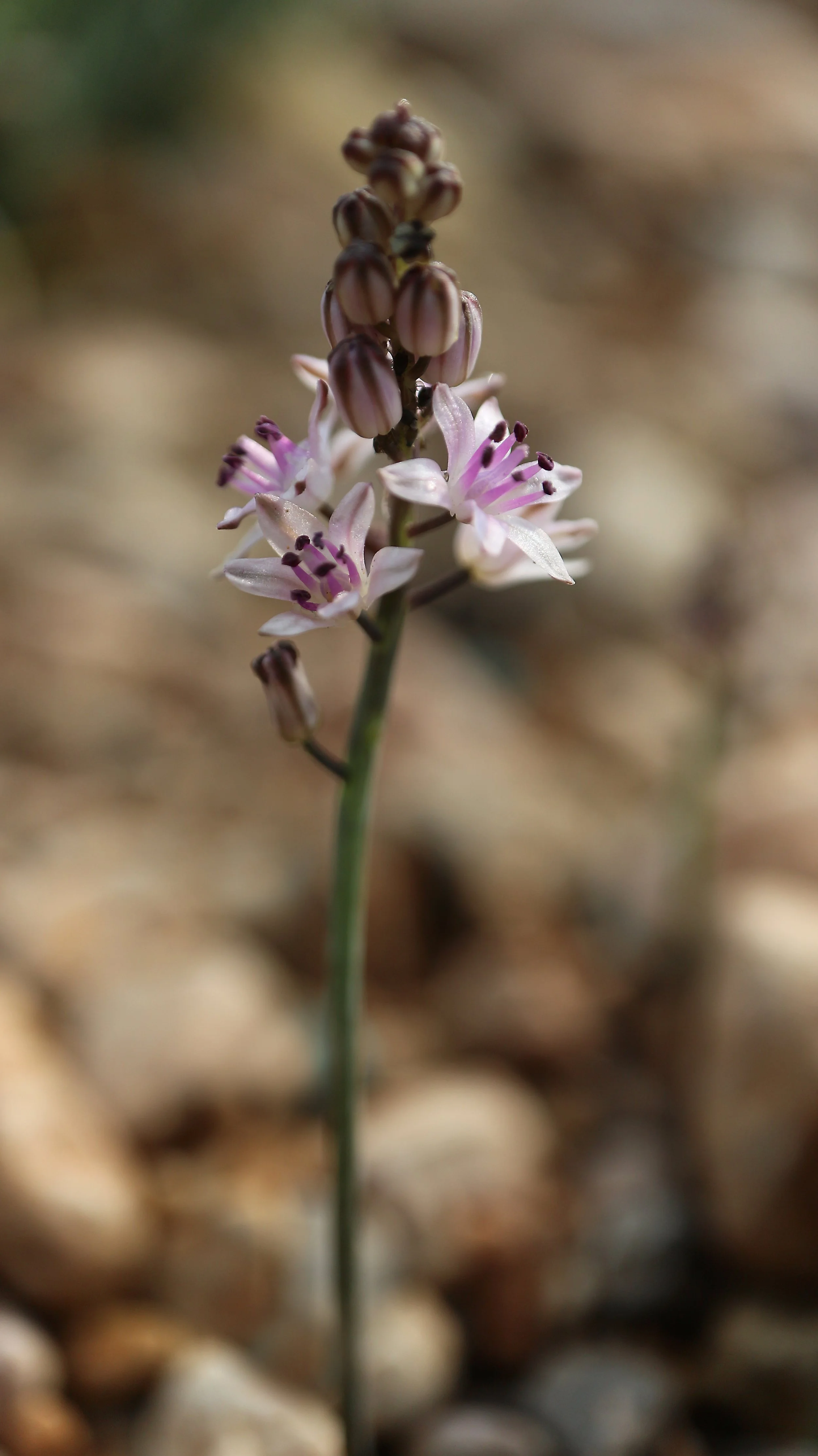 Prospero obtusifolium (ex Eivissa) / Scilloideae / Mediterranean Region