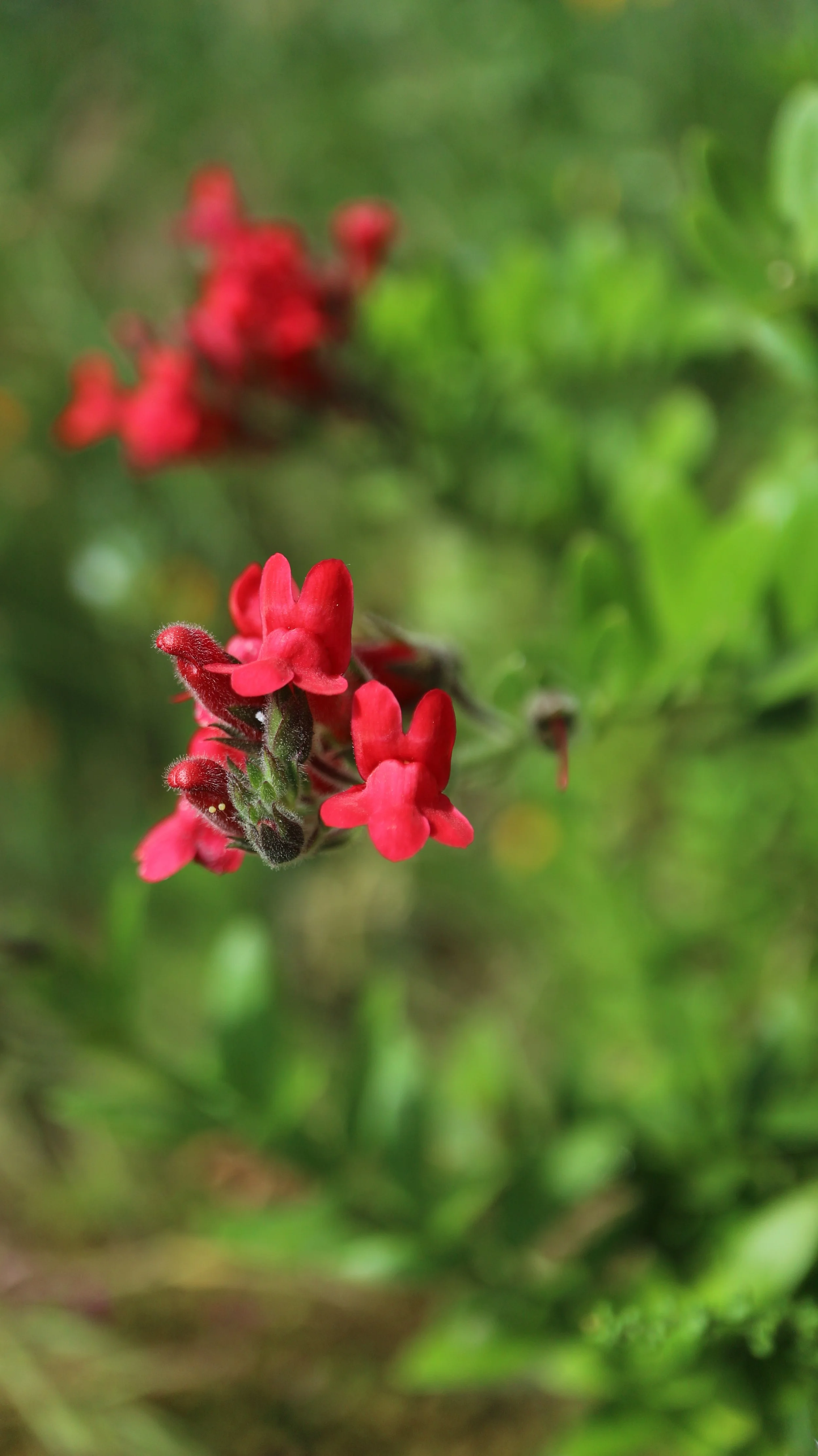 Gambelia speciosa / Plantaginaceae / Channel islands ( California), Guadalupe island (México)