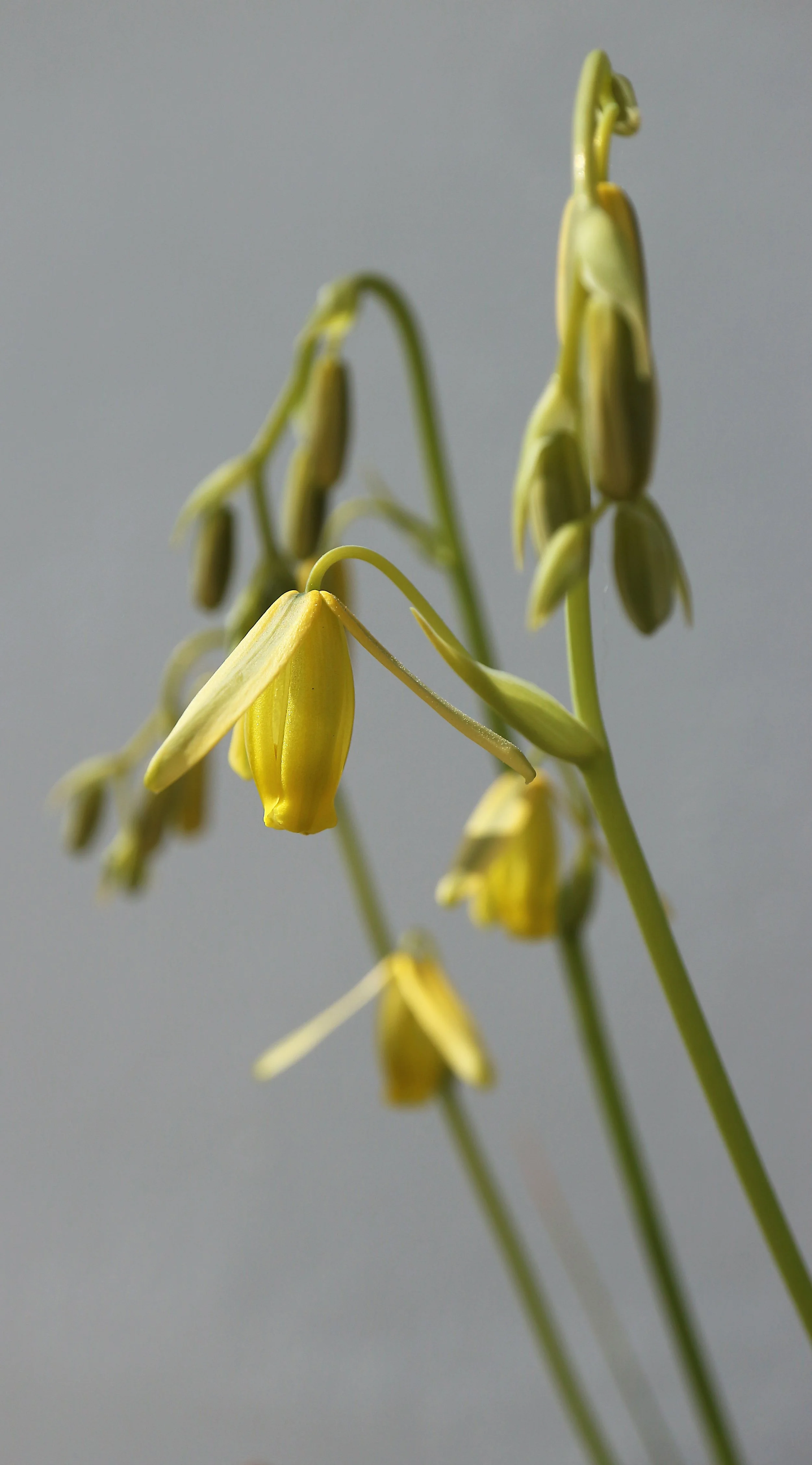 Albuca sp (ex Cedarberg Mt) / Scilloideae / W Cape, South Africa