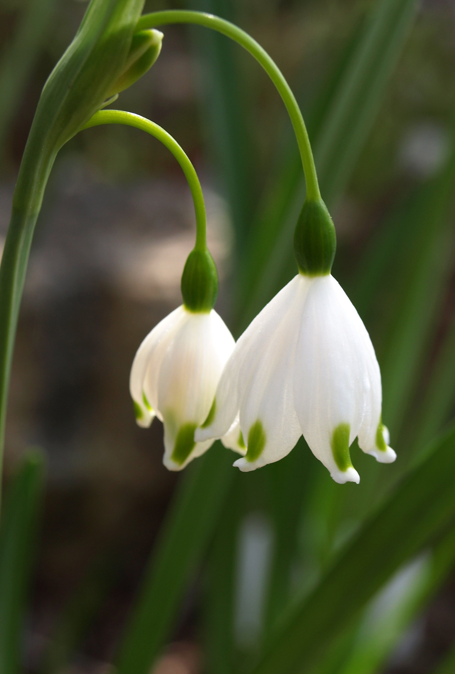 Leucojum vernum / Amaryllidaceae / Temperate Europe