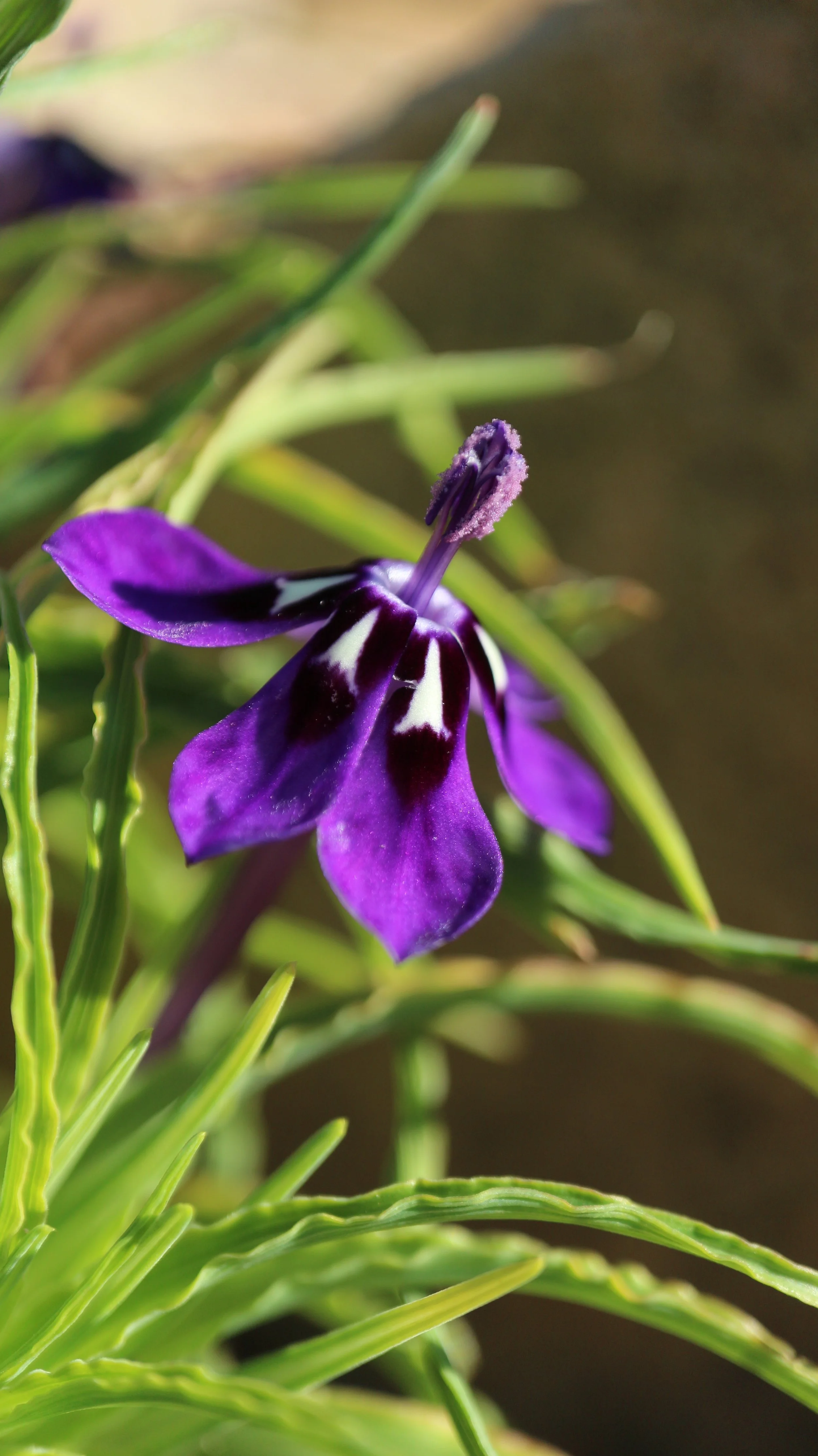 Lapeirousia oreogena / Iridaceae / W Cape, South Africa