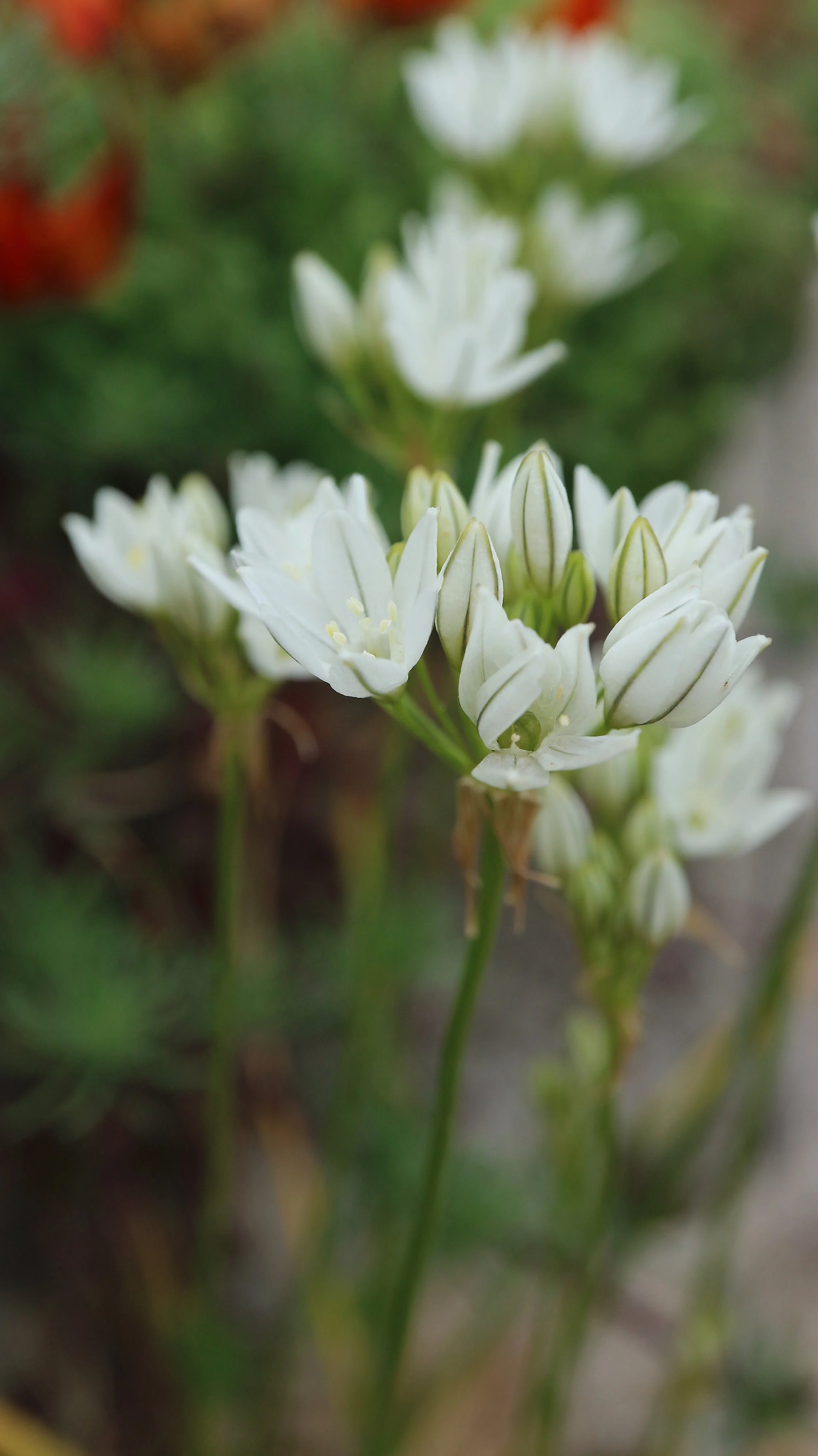 Triteleia hyacinthina / Brodiaoideae / California