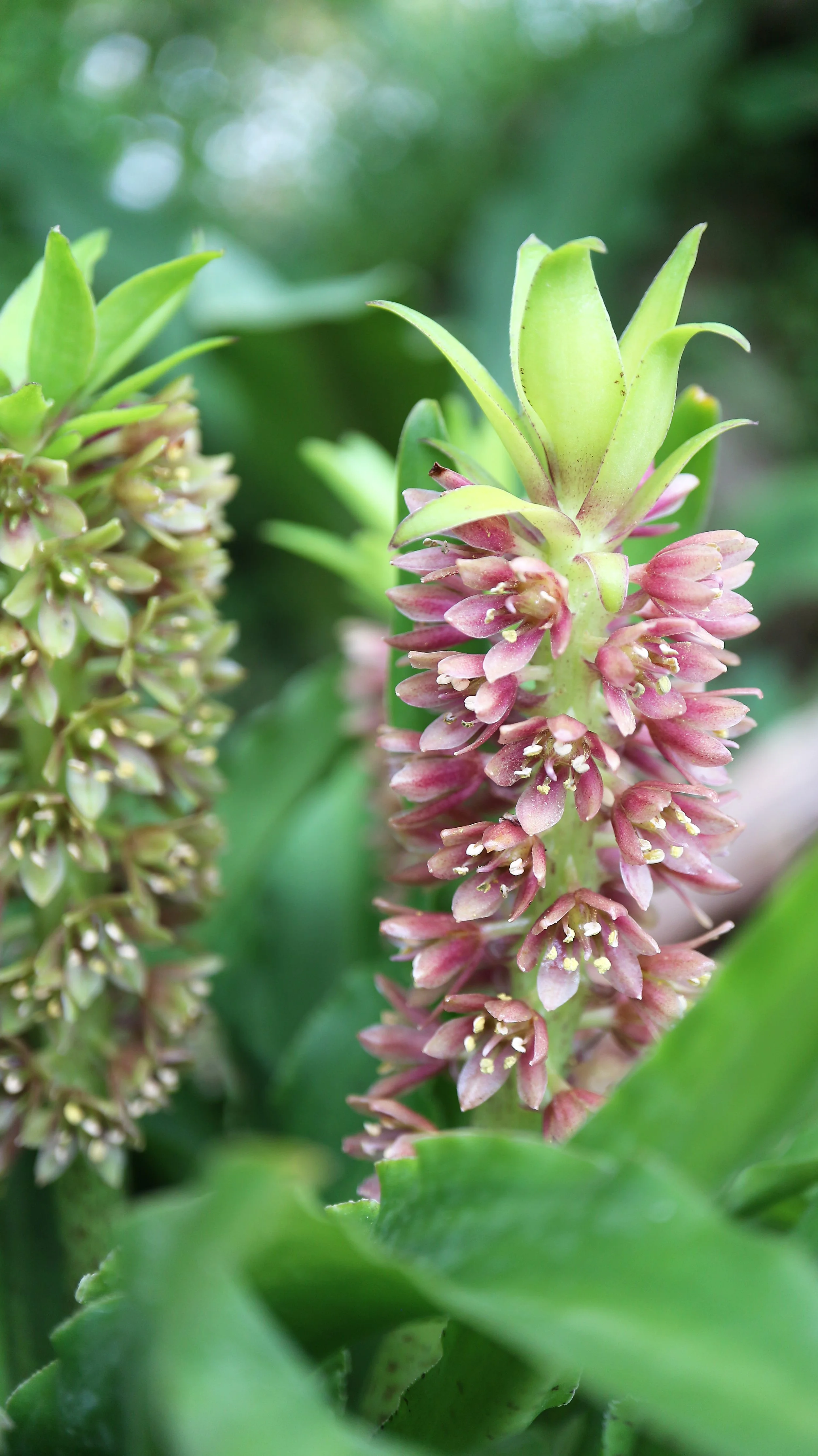 Eucomis 'Leia' / Scilloideae / E South Africa