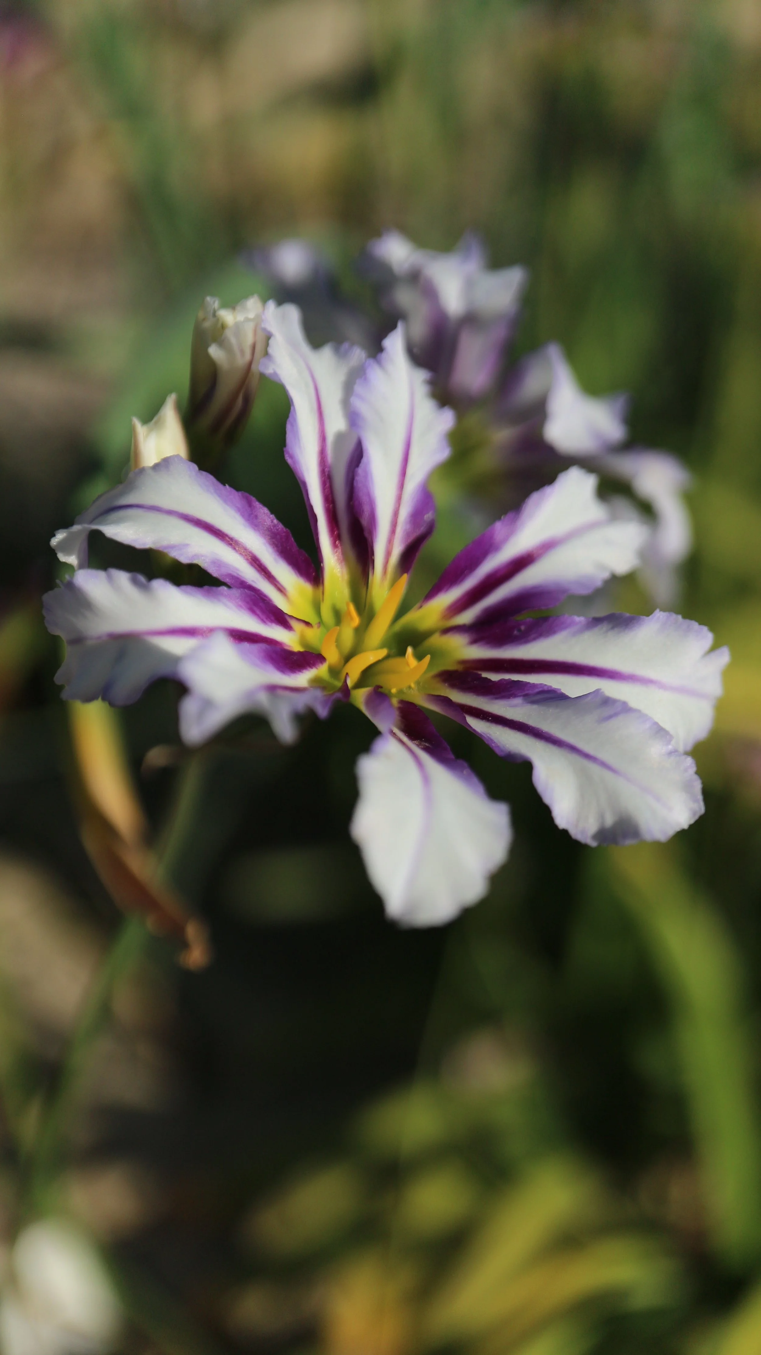 Leucocoryne x / Allioideae / C Chile