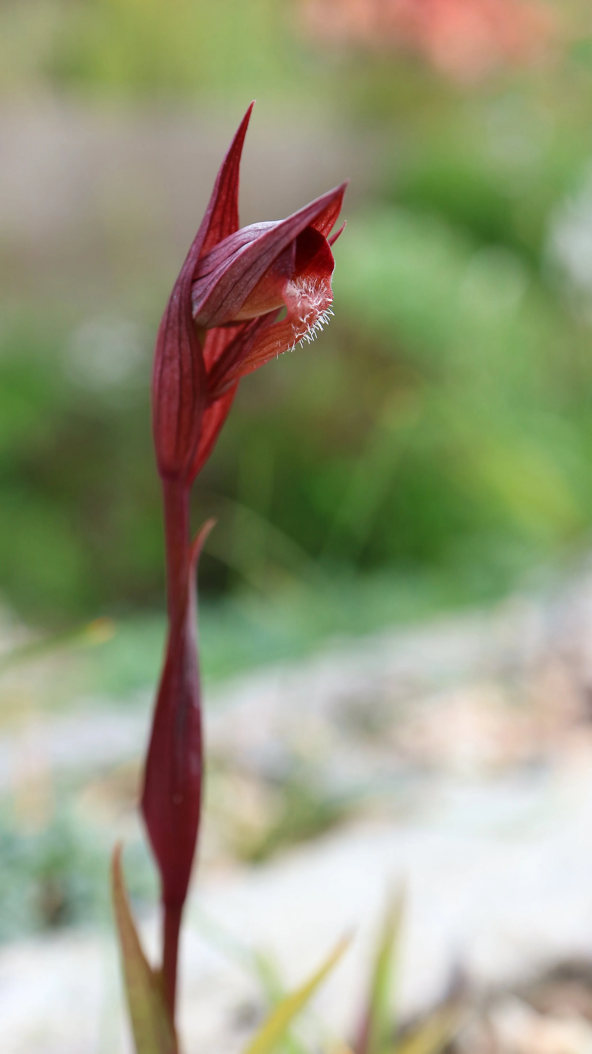 Serapias bergonii (ex Kreta) / Orchidaceae / E Mediterranean
