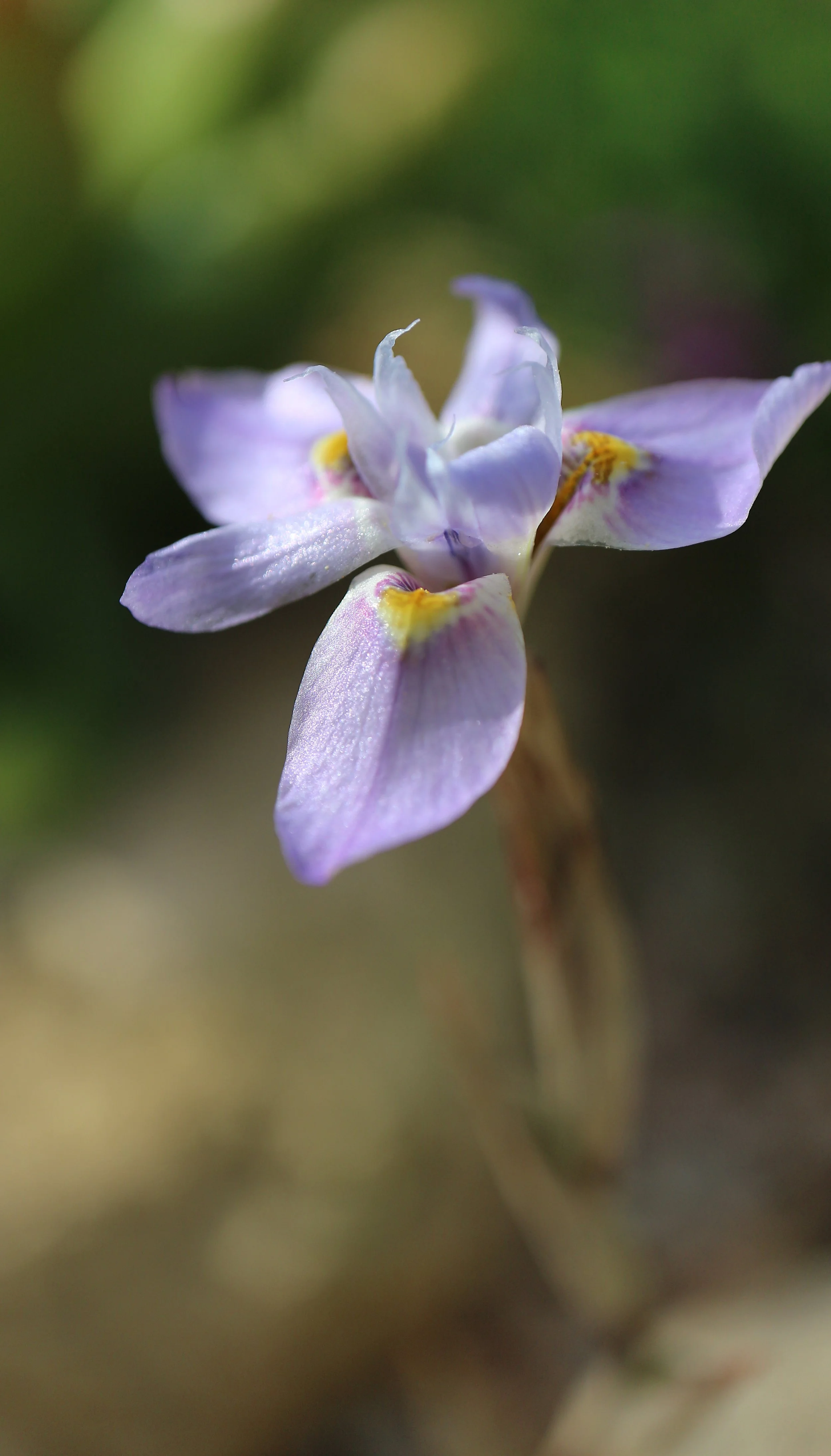 Moraea setifolia / Iridaceae / SW Cape, South Africa