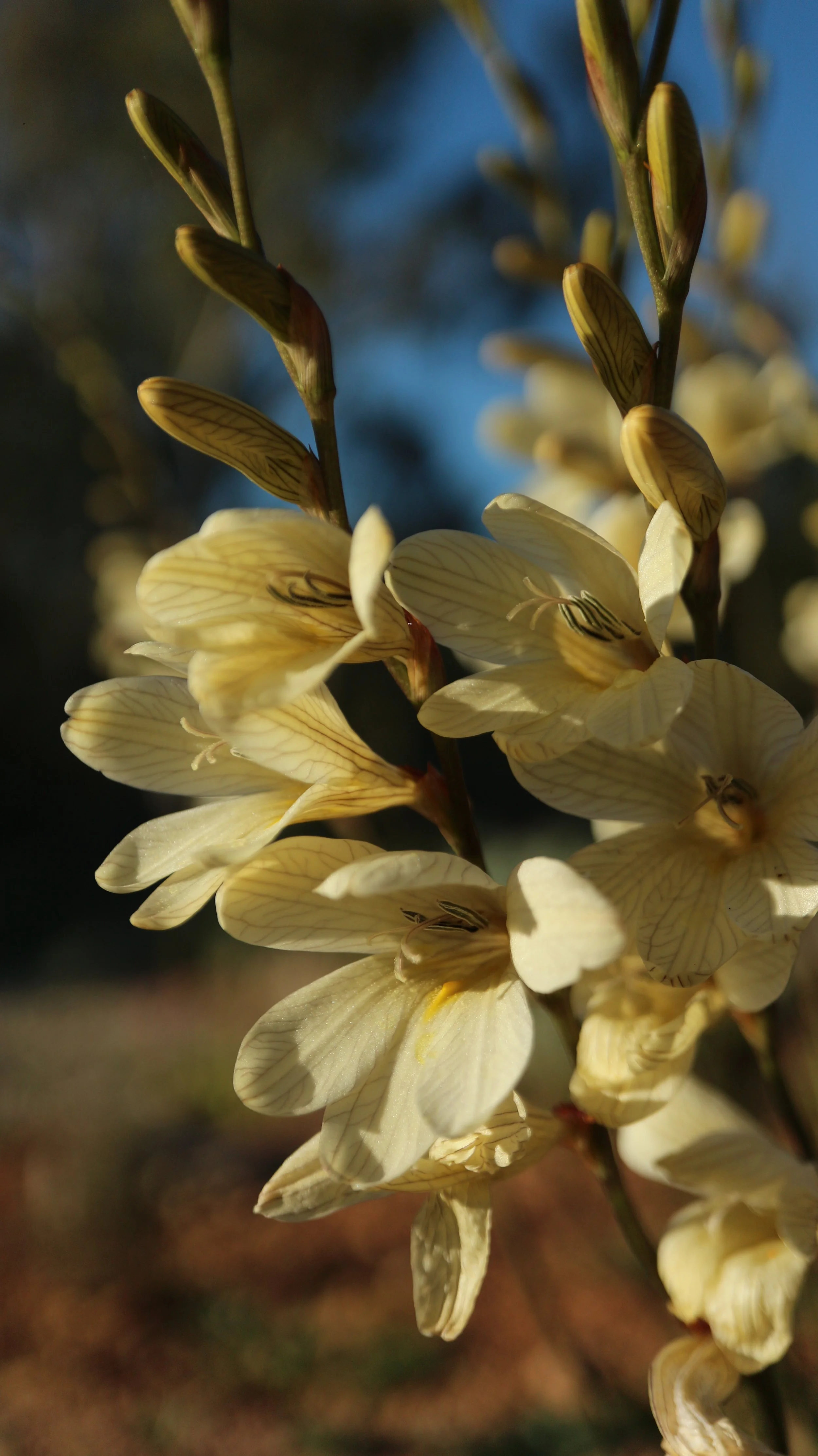 Tritonia gladiolaris / Iridaceae / S Cape, South Africa