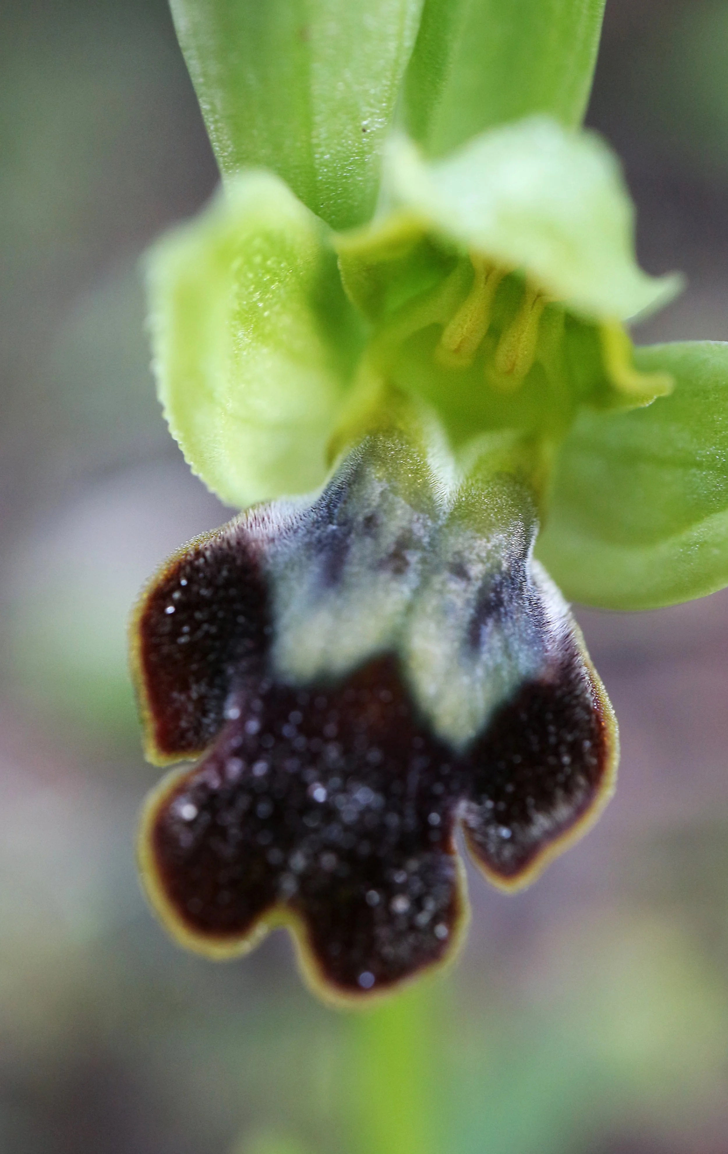 Ophrys decembris (ex Mallorca) / Orchidaceae / Mediterranean Region