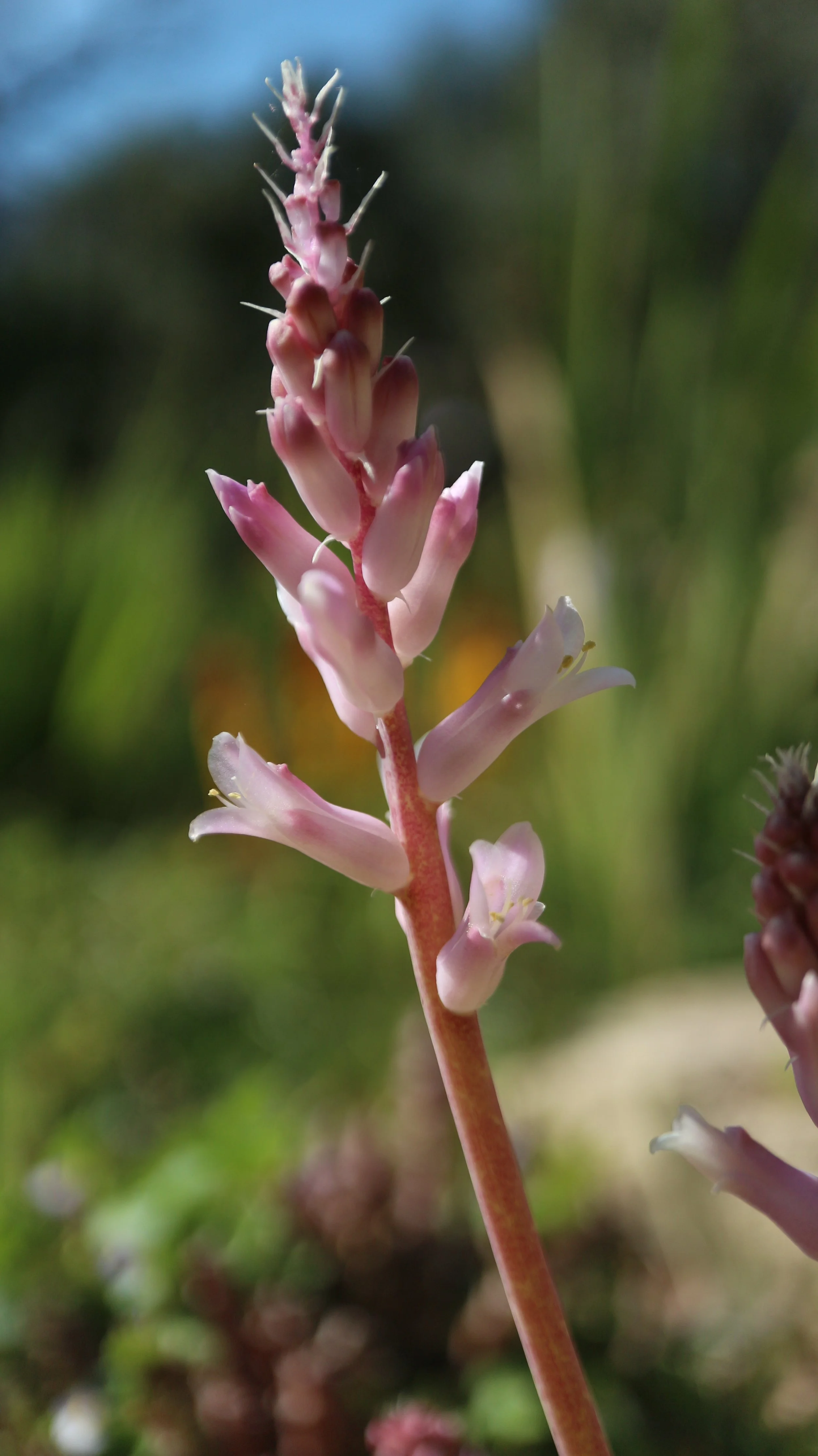 Lachenalia orchioides subsp. glaucina / Scilloideae / SW Cape, South Africa