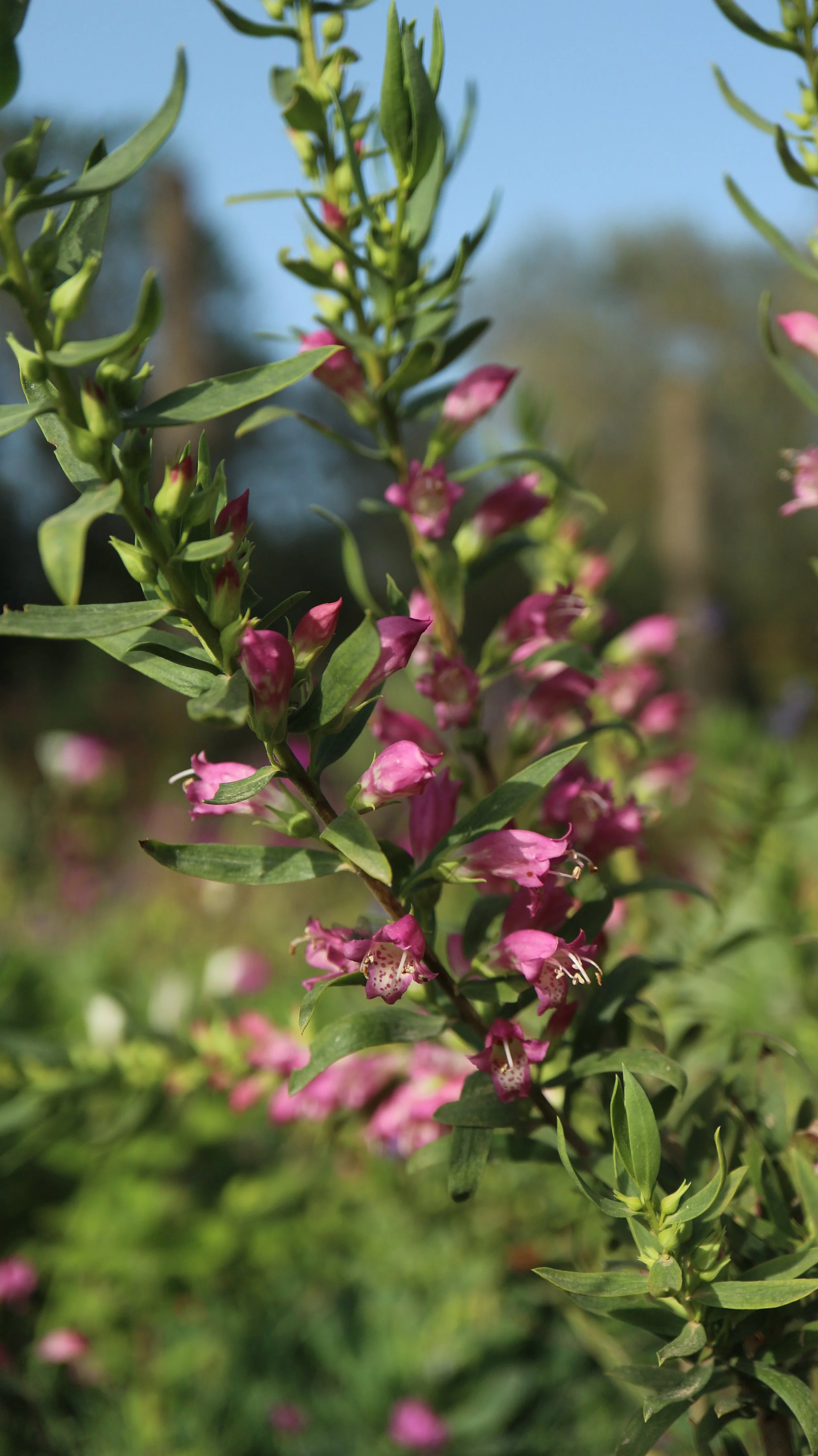 Eremophila laani / Scrophulariaceae / Australia