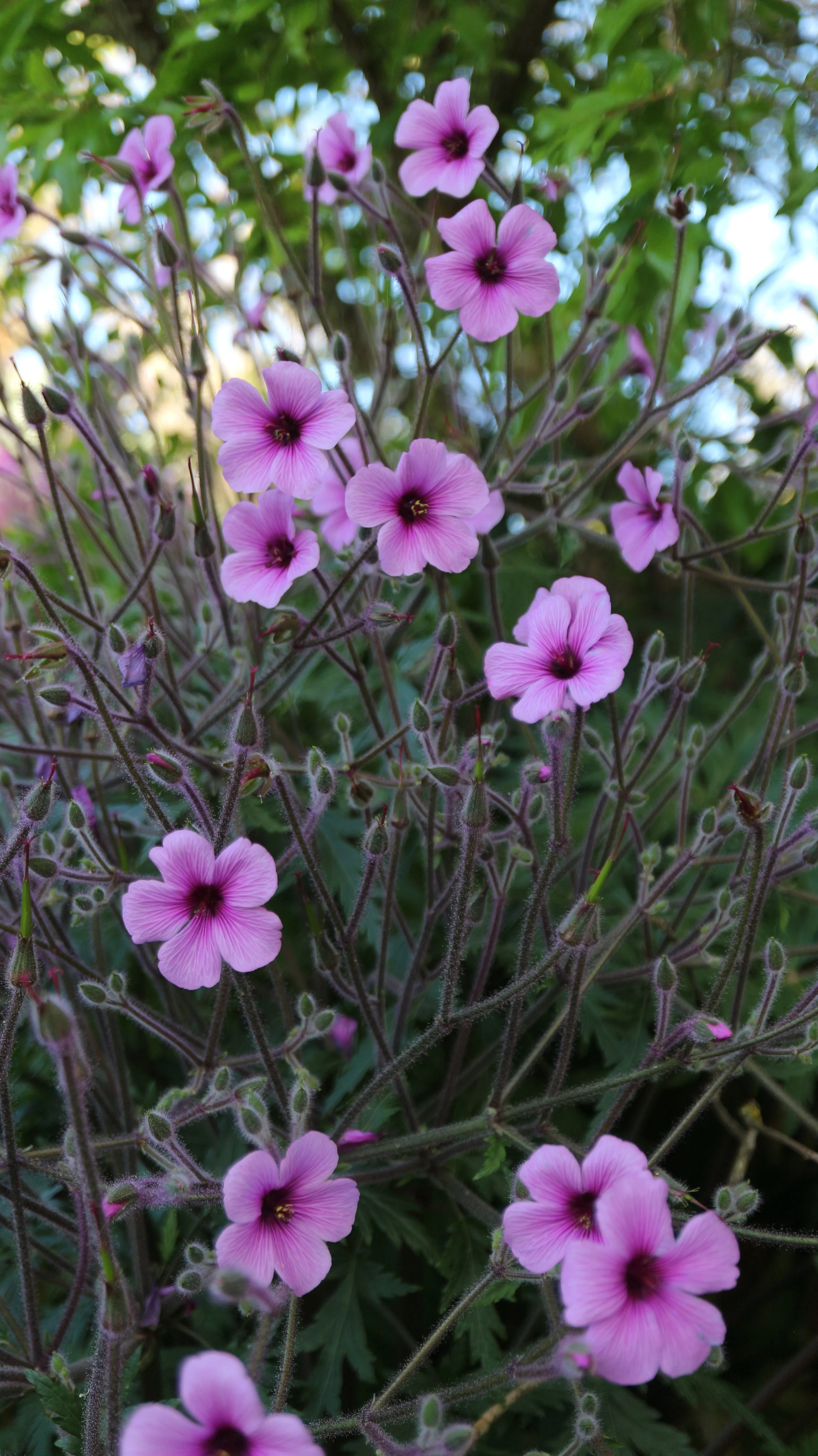 Geranium maderense / Geraniaceae / Madeira island