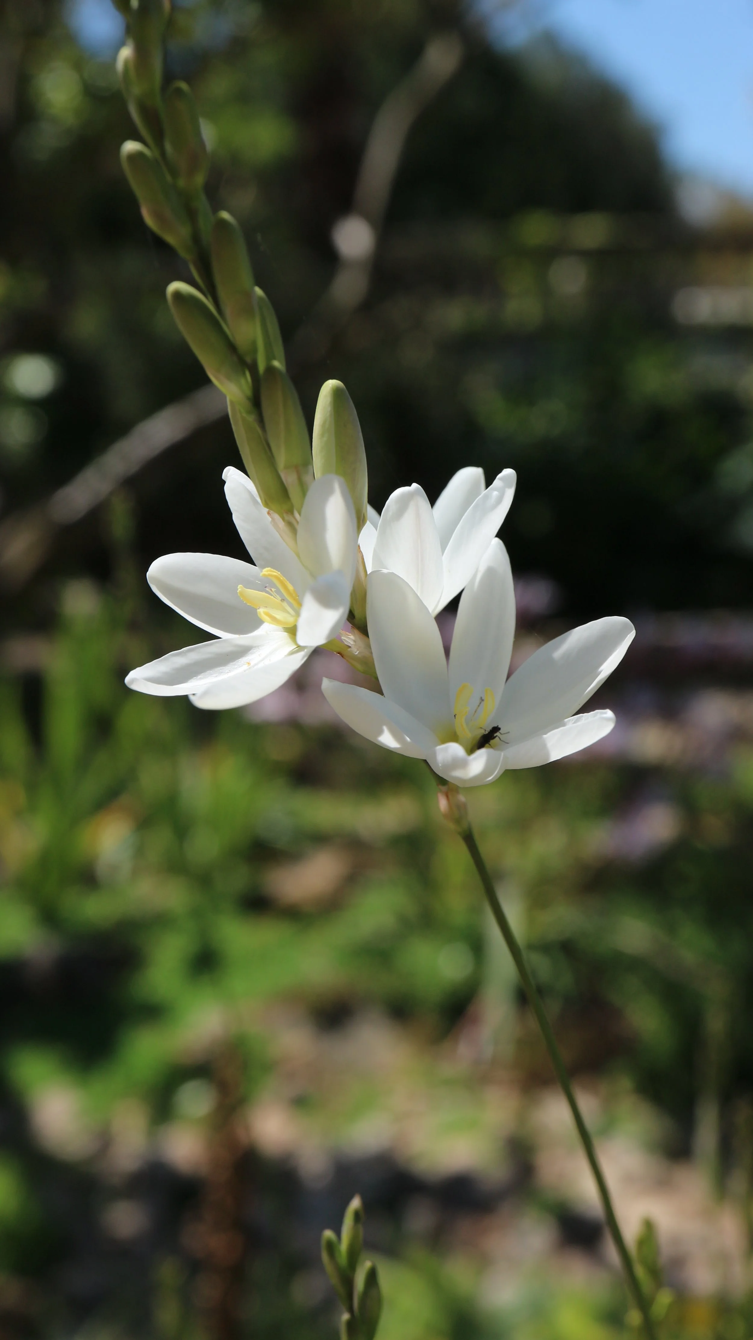 Ixia polystachia 2021 5.JPG