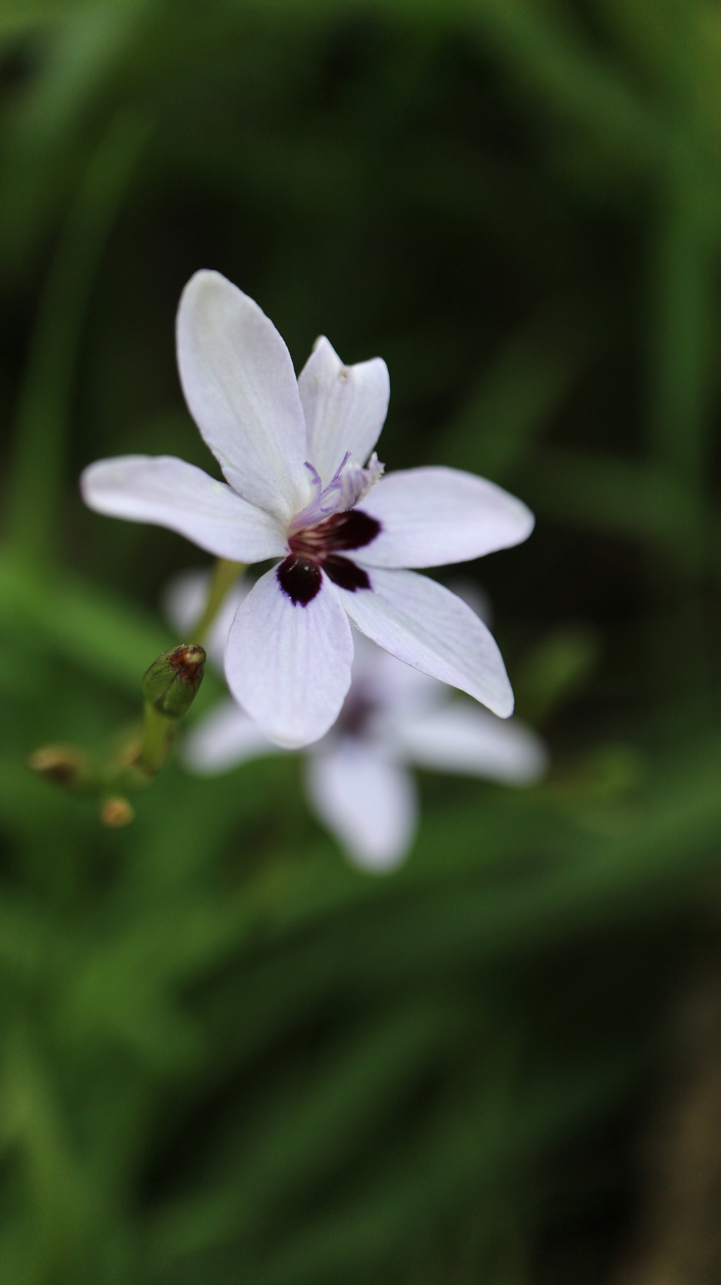 Freesia laxa f. azurea / Iridaceae / E South Africa