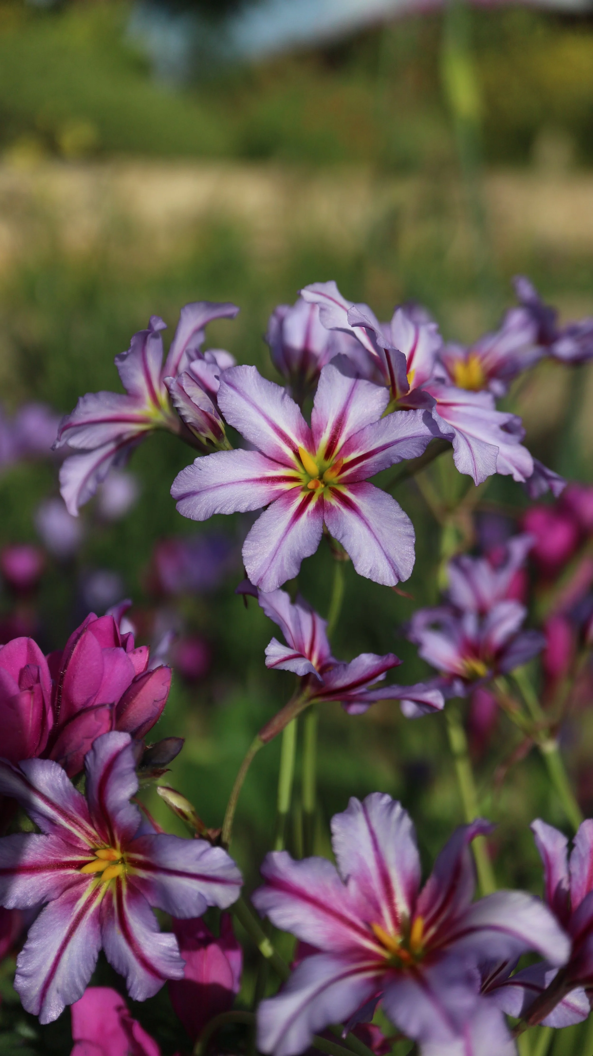 Leucocoryne purpurea / Allioideae / C Chile