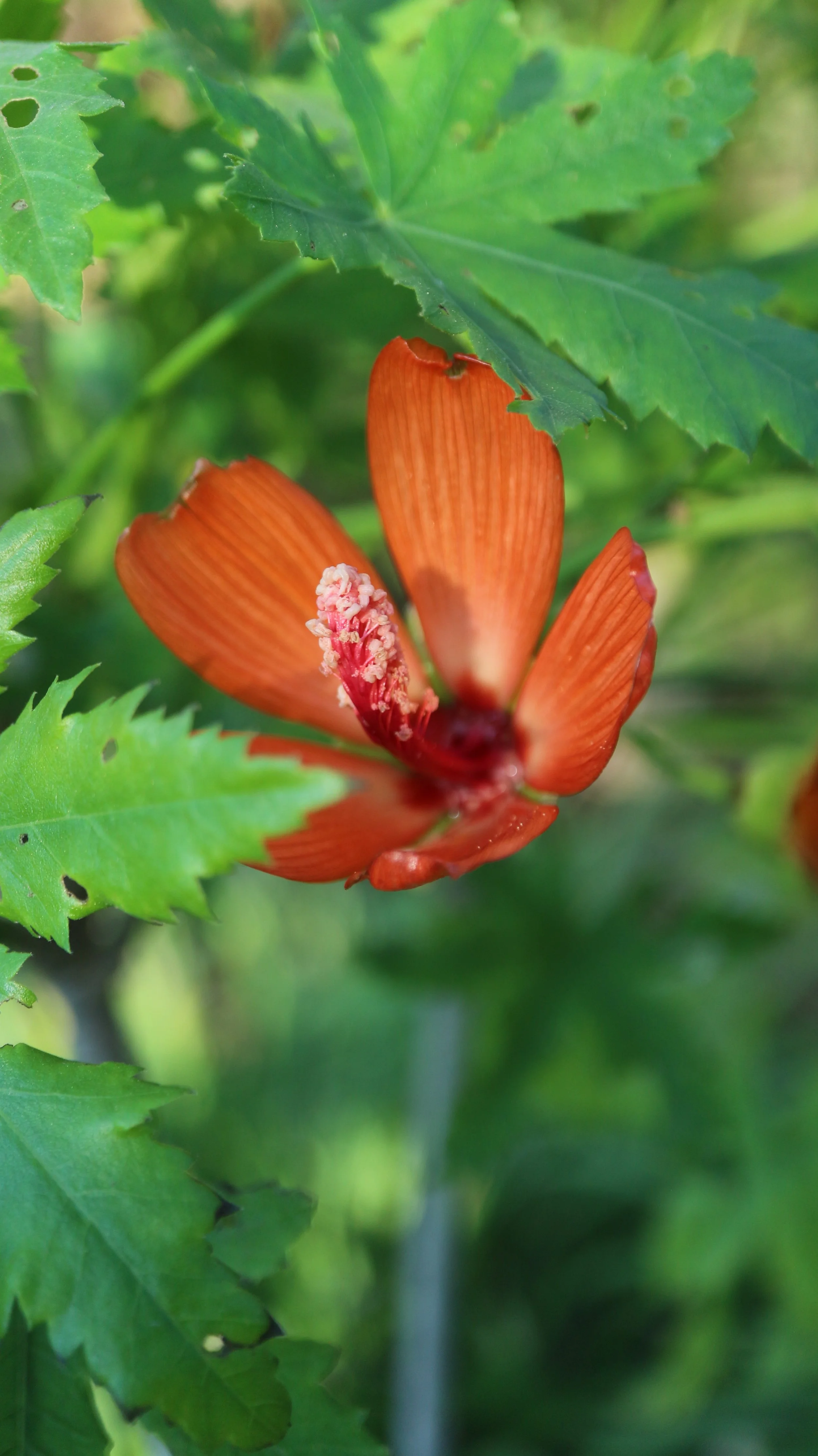 Malva phoenicea - Syn: Lavatera phoenicea / Malvaceae / Tenerife Island