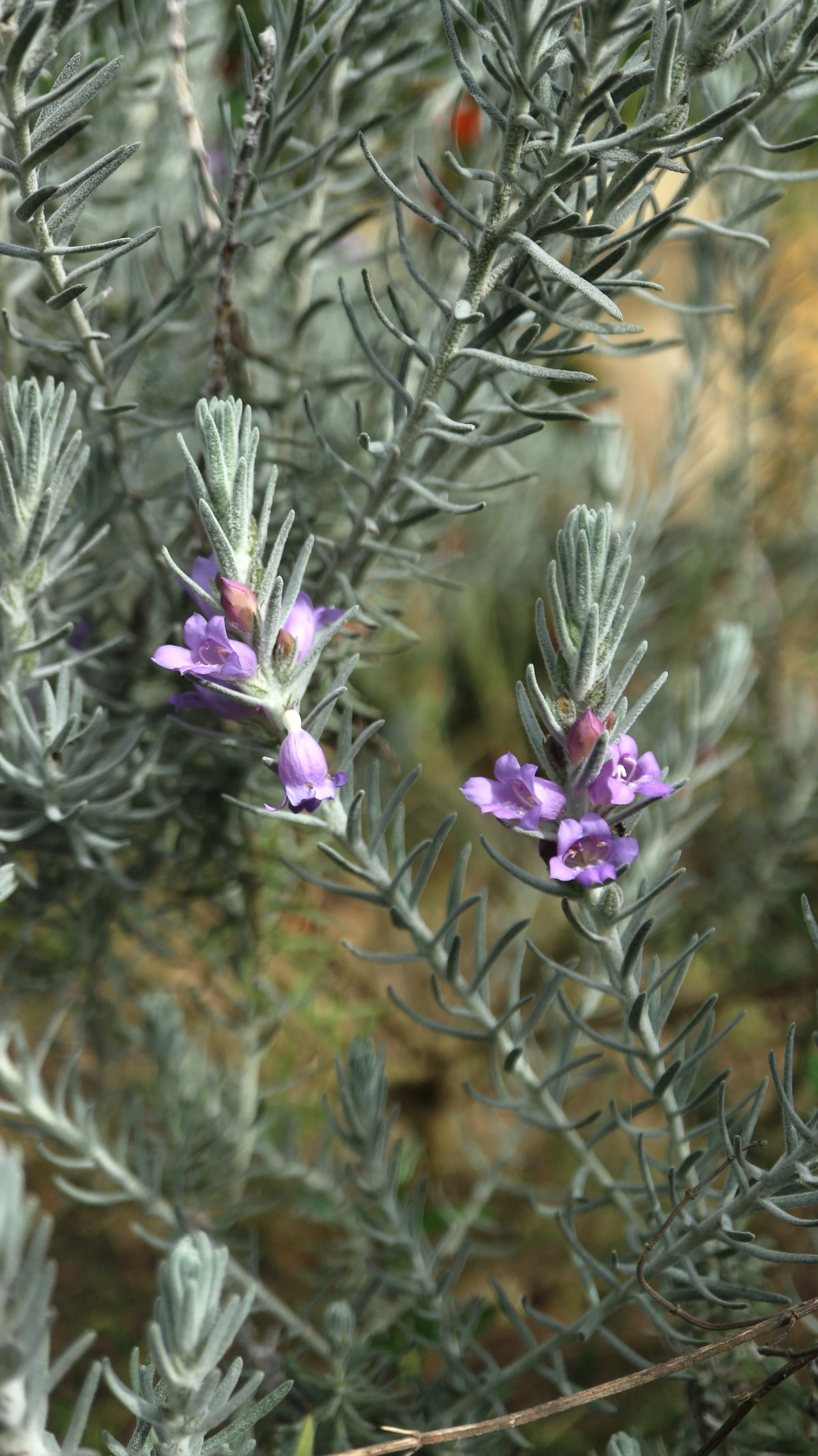 Eremophila 'Berryl's Blue' / Scrophulariaceae / Australia