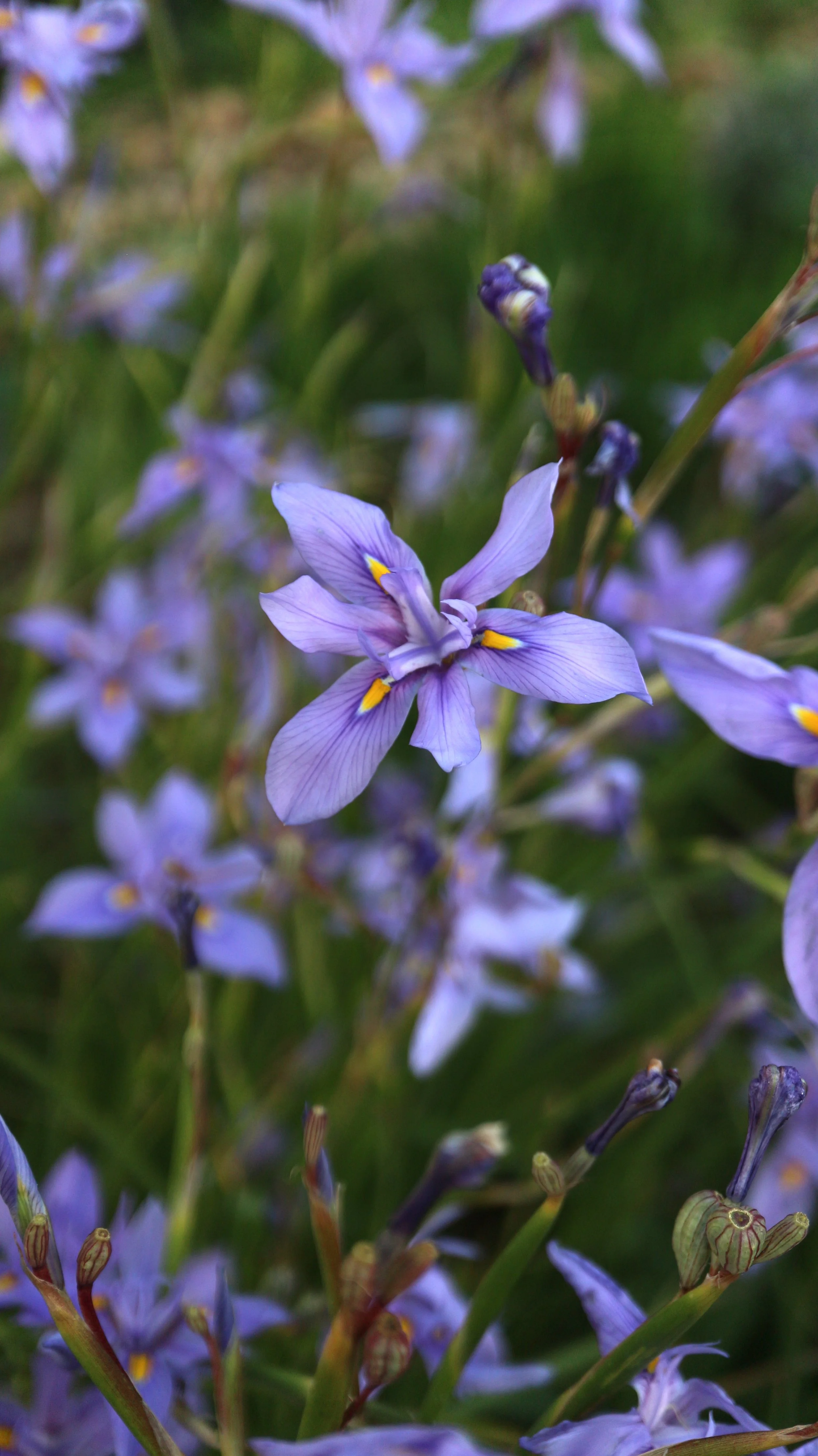 Moraea polystachia / Iridaceae / SW Cape, South Africa