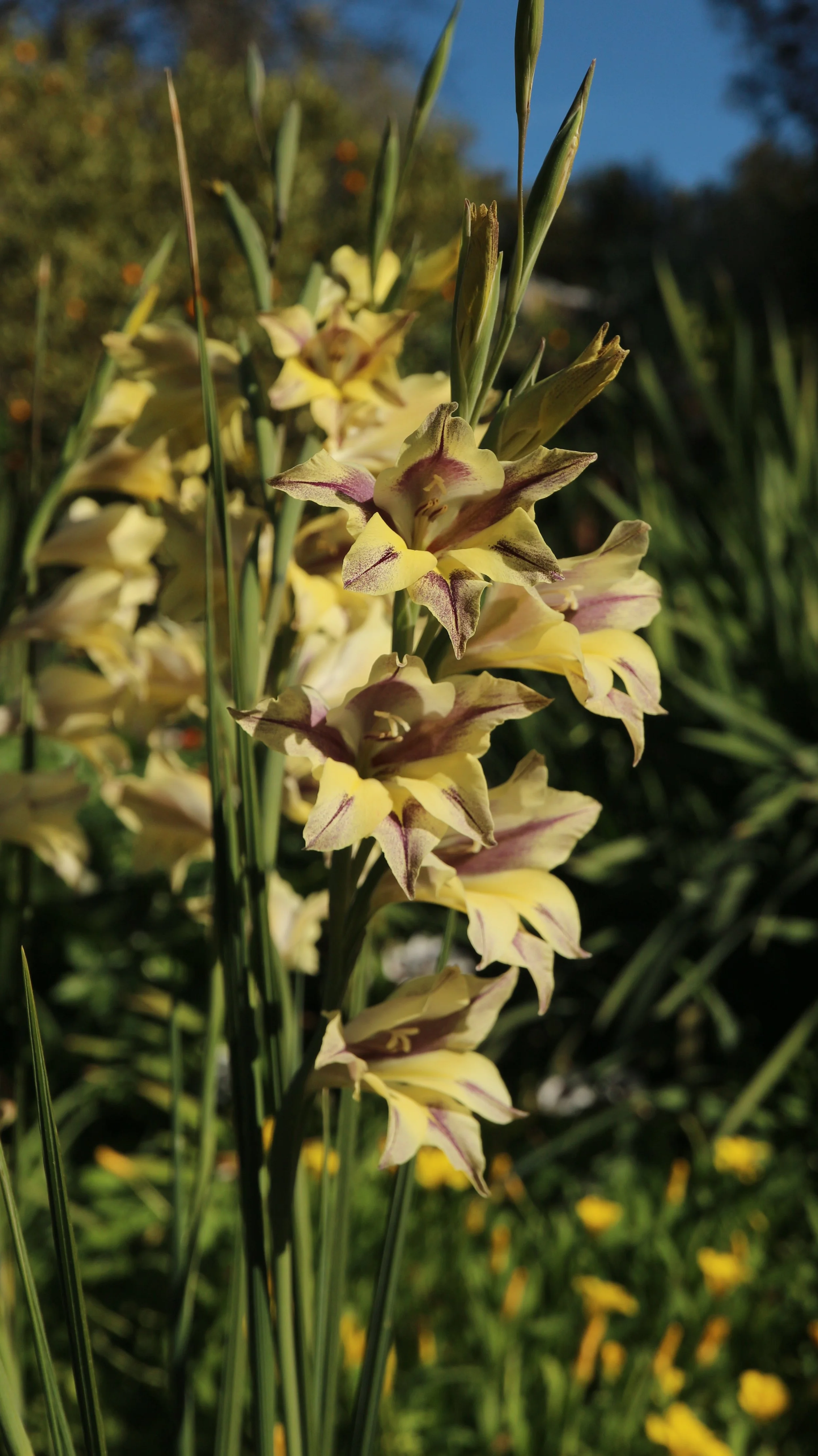 Gladiolus tristis (Spontaneous colour morph) / Iridaceae / SW Cape, South Africa