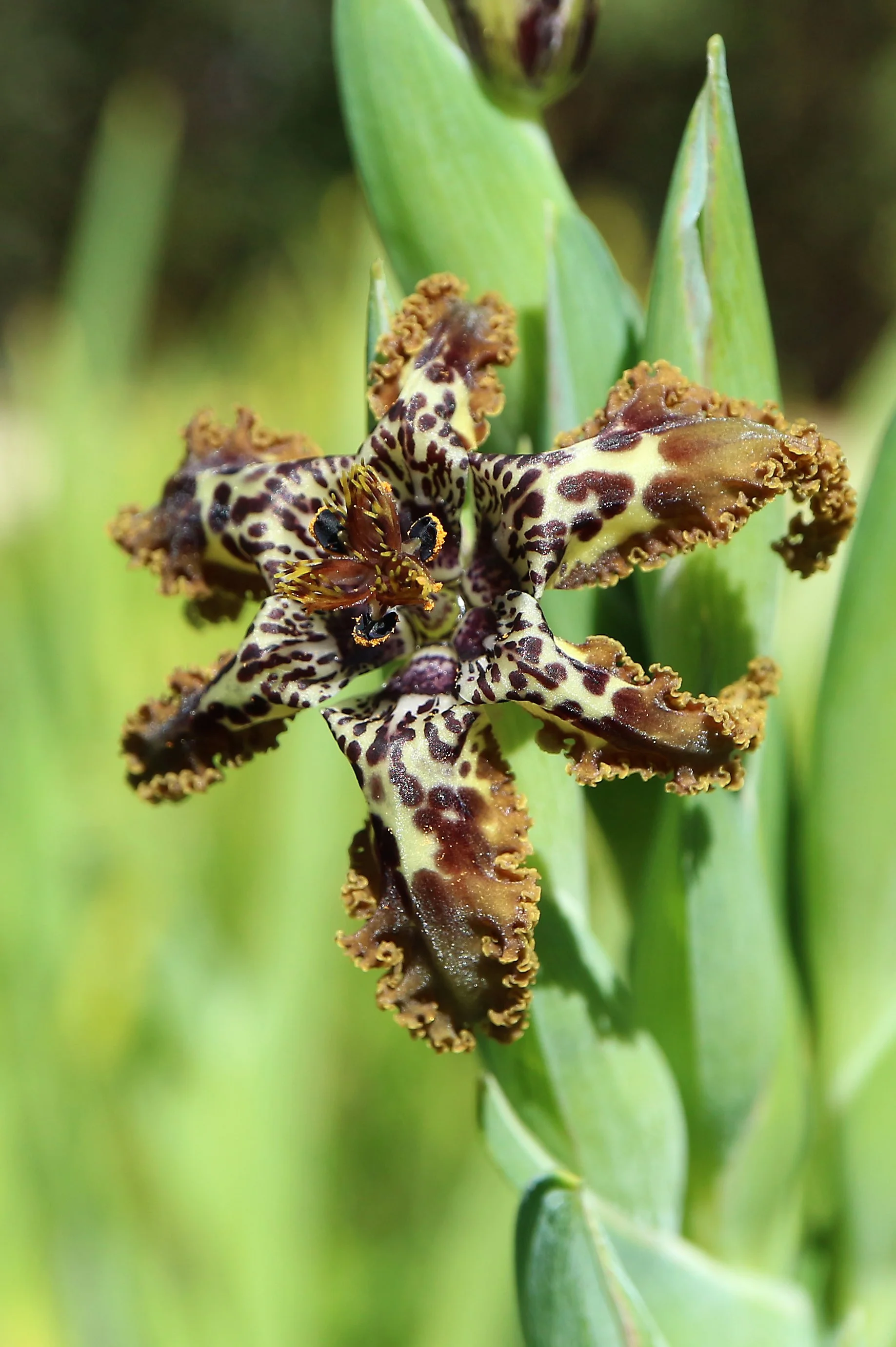 Ferraria crispa / Iridaceae / W Cape, South Africa