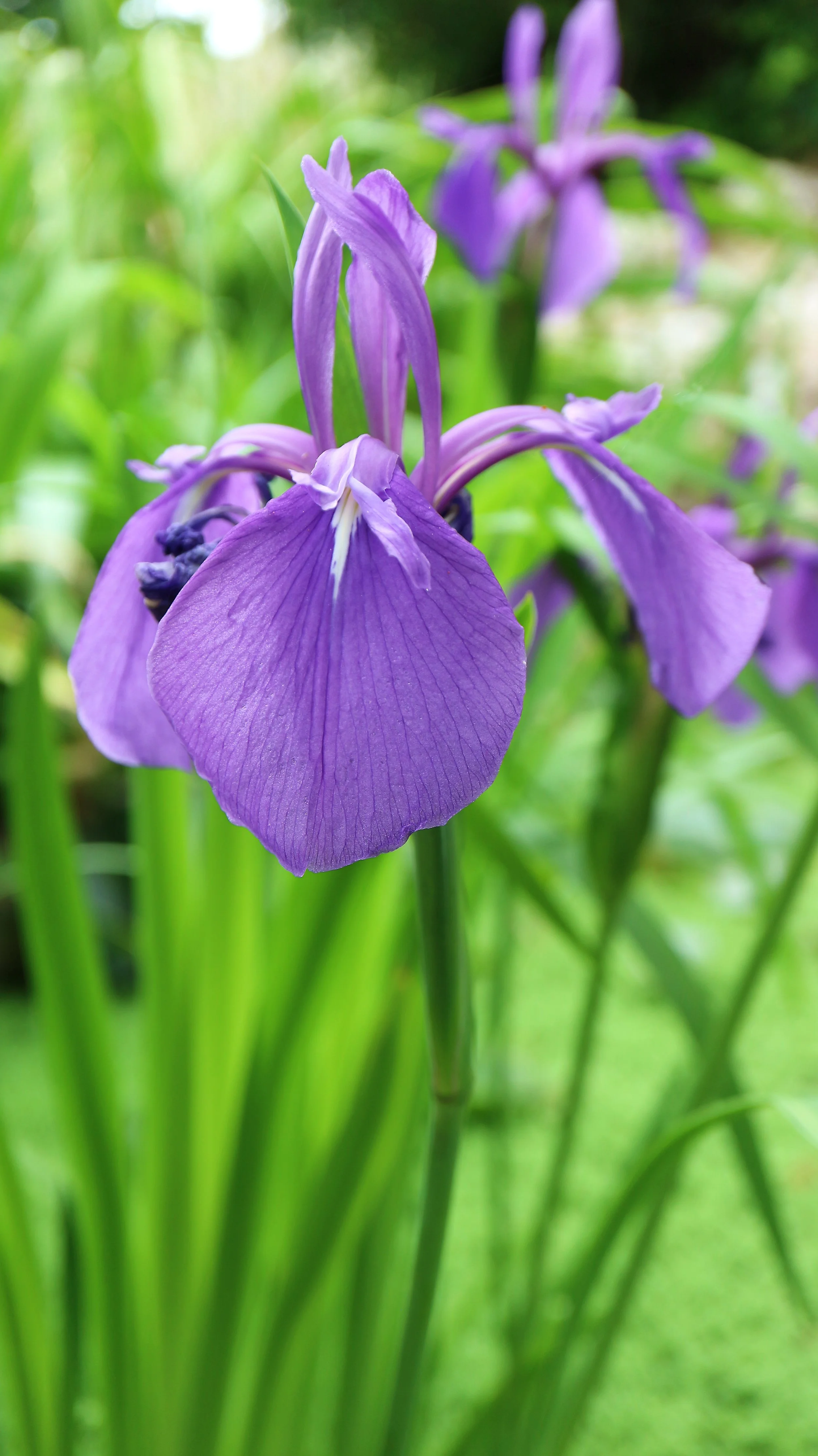 Iris laevigata / Iridaceae / Japan