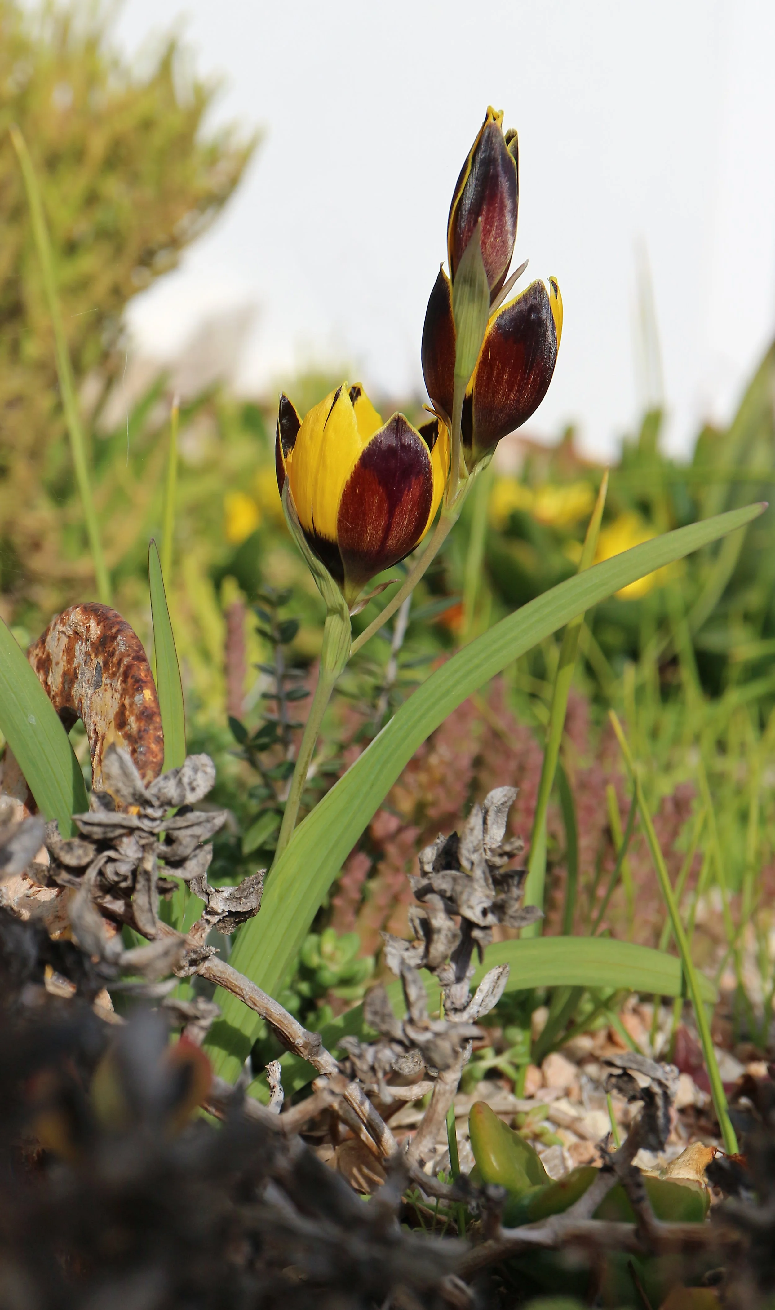 Hesperantha vaginata / Iridaceae / W Cape, South Africa