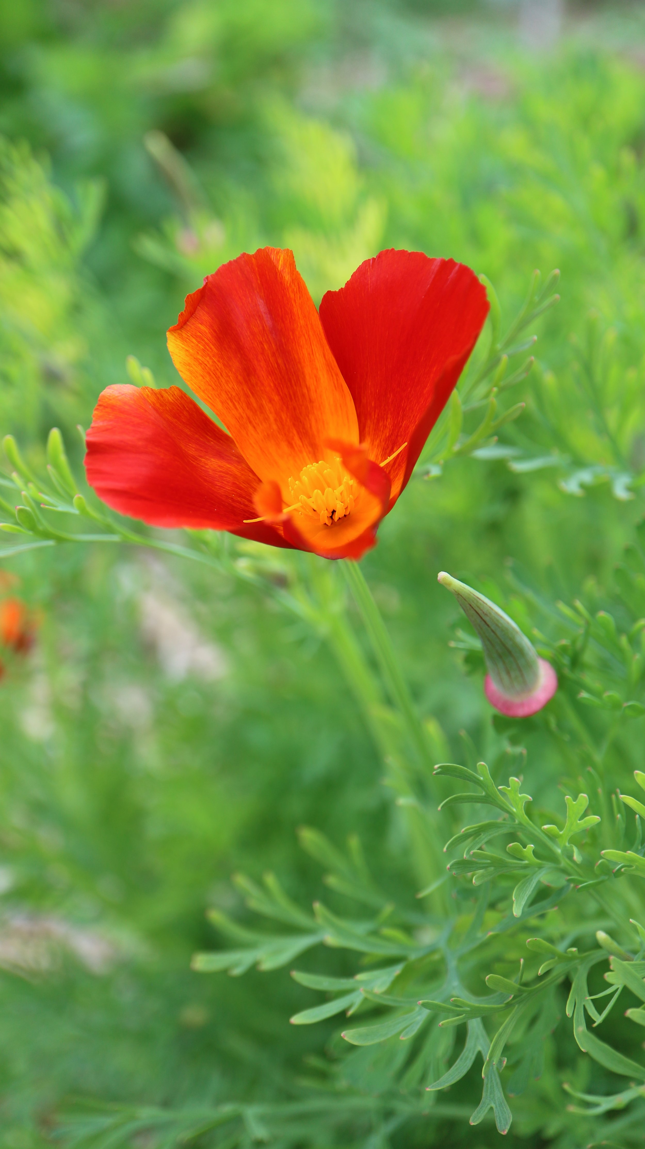 Eschscholzia californica / Papaveraceae / W USA