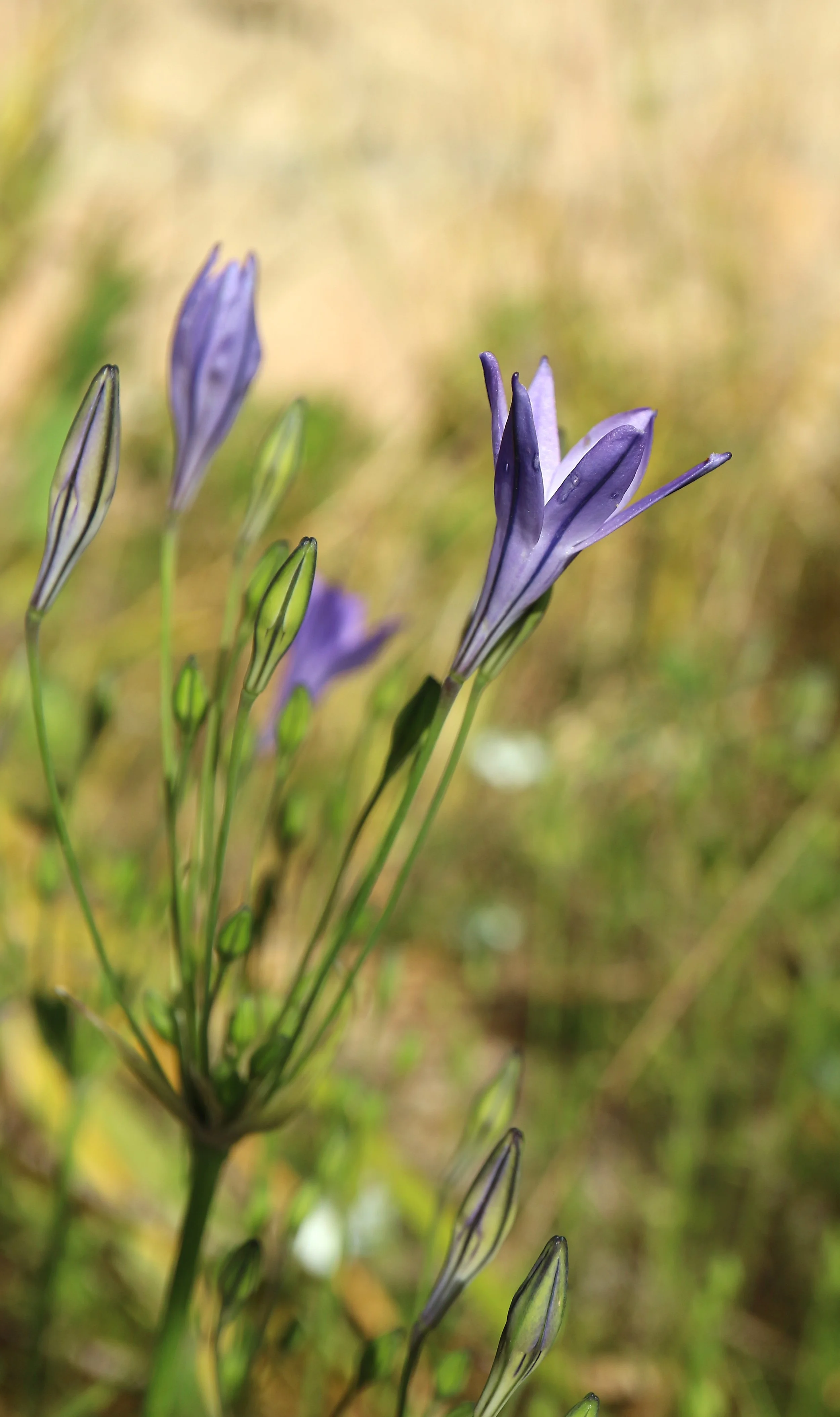 Triteleia laxa / Brodiaoideae / W USA