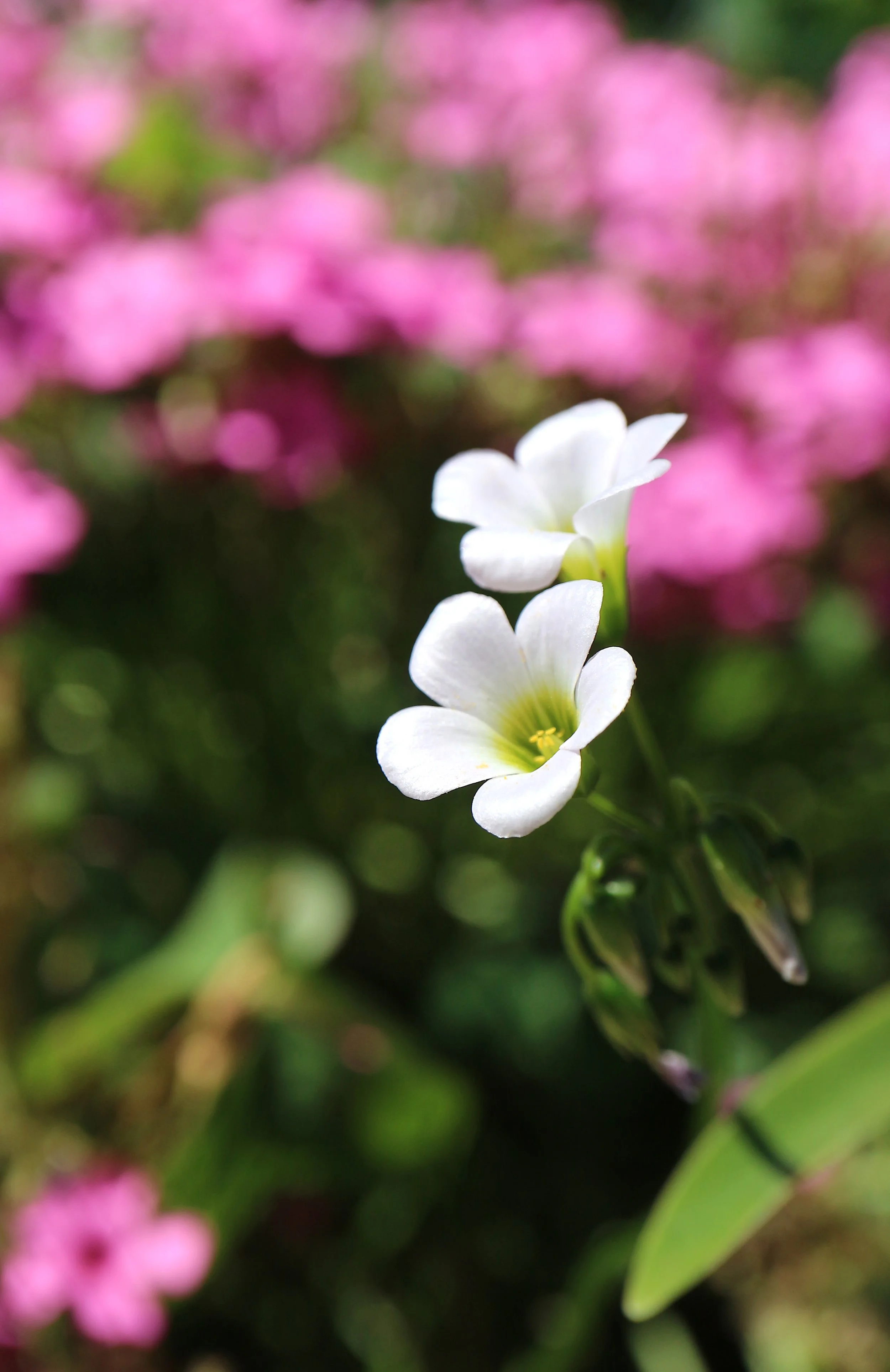 Oxalis sp. / Oxalidaceae / South America