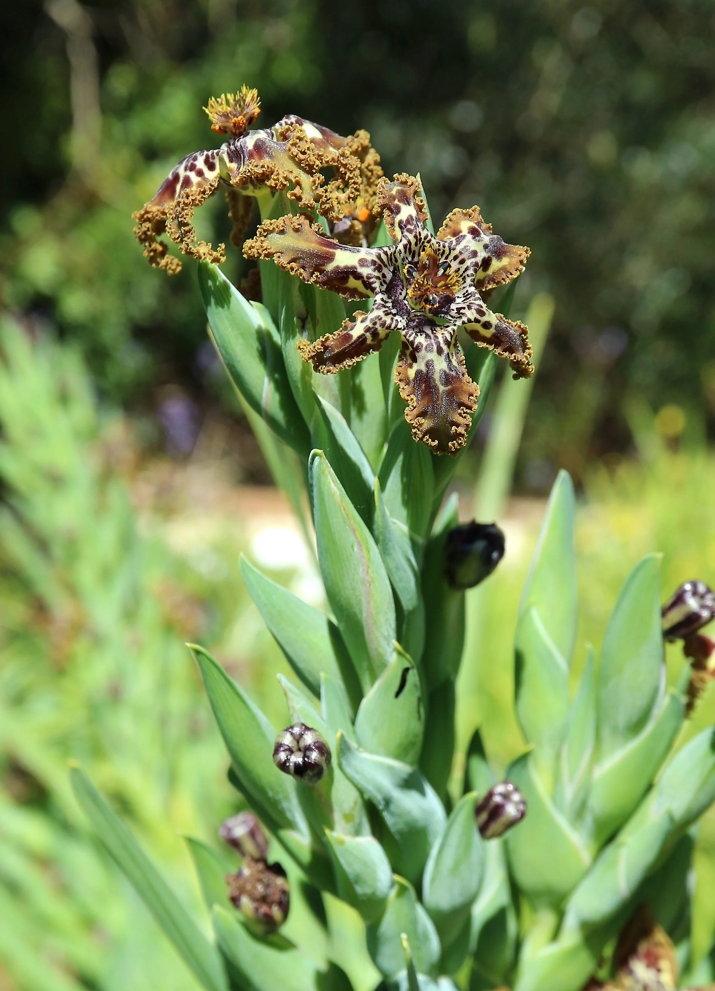Ferraria crispa / Iridaceae / W Cape, South Africa
