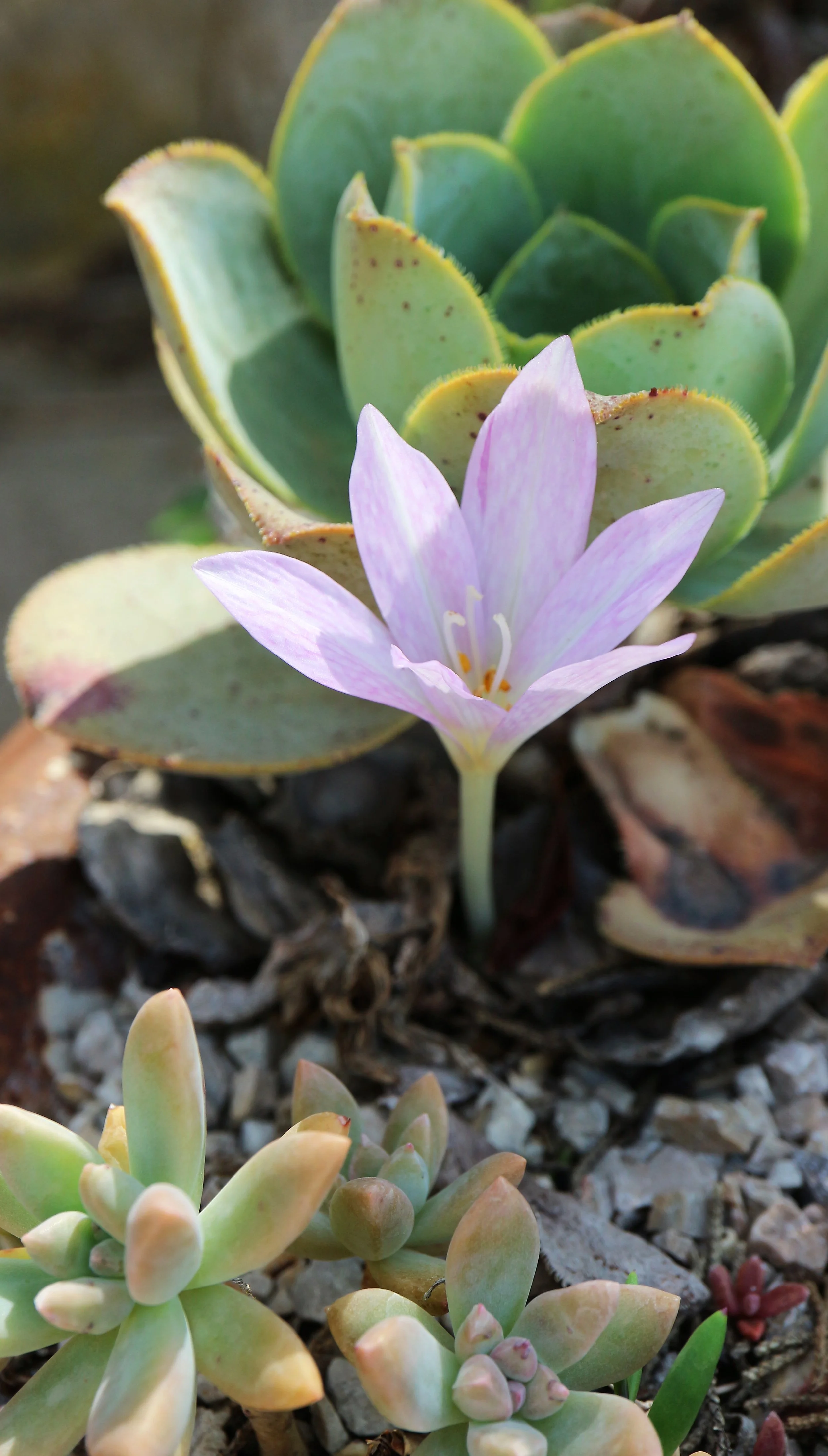 Colchicum autumnale / Colchicaceae / Mediterranean Region