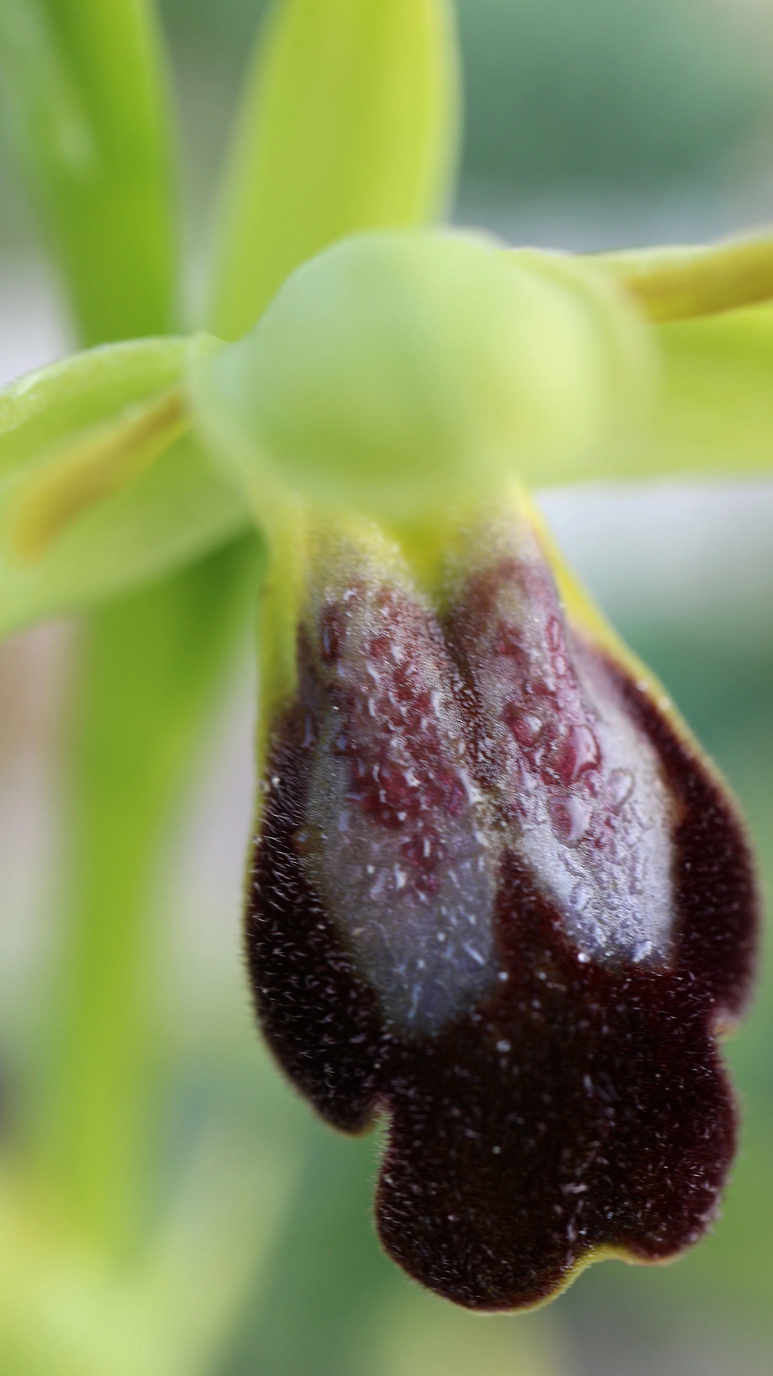 Ophrys bilinulata / Orchidaceae / Mediterranean Region