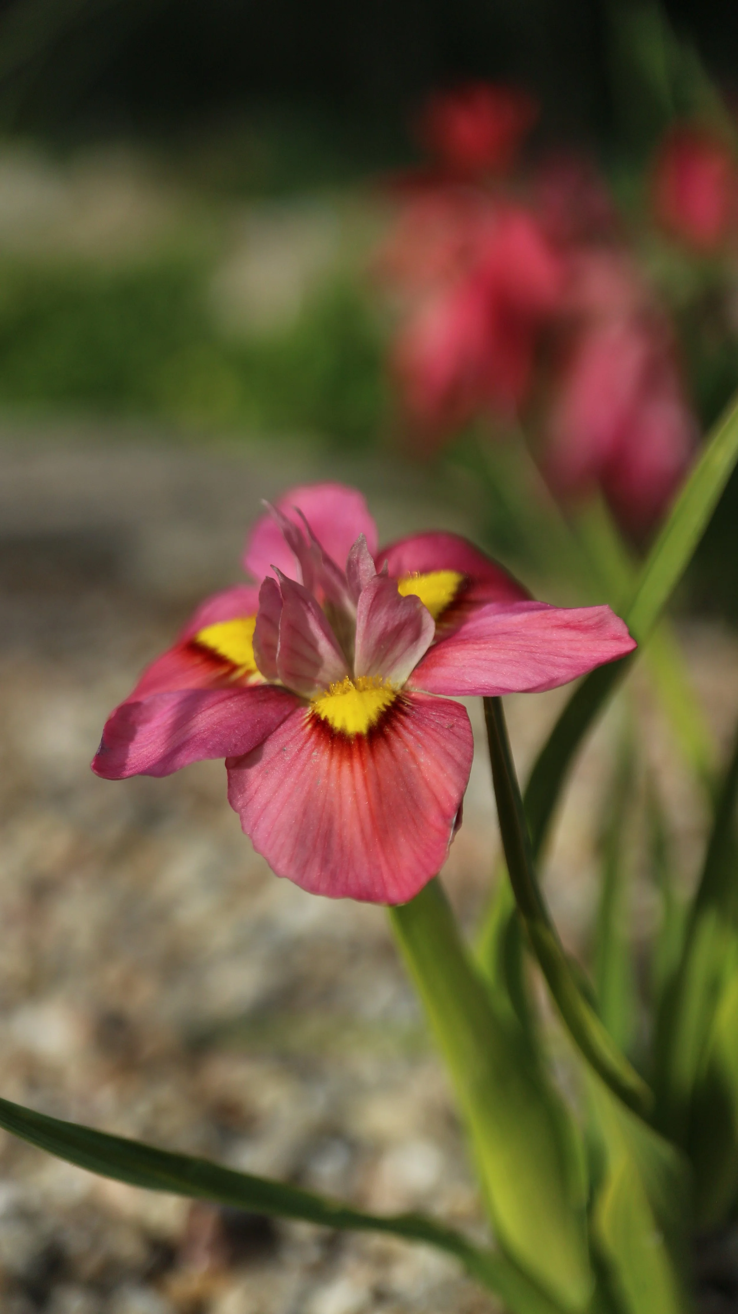 Moraea tricolor / Iridaceae / SW Cape, South Africa