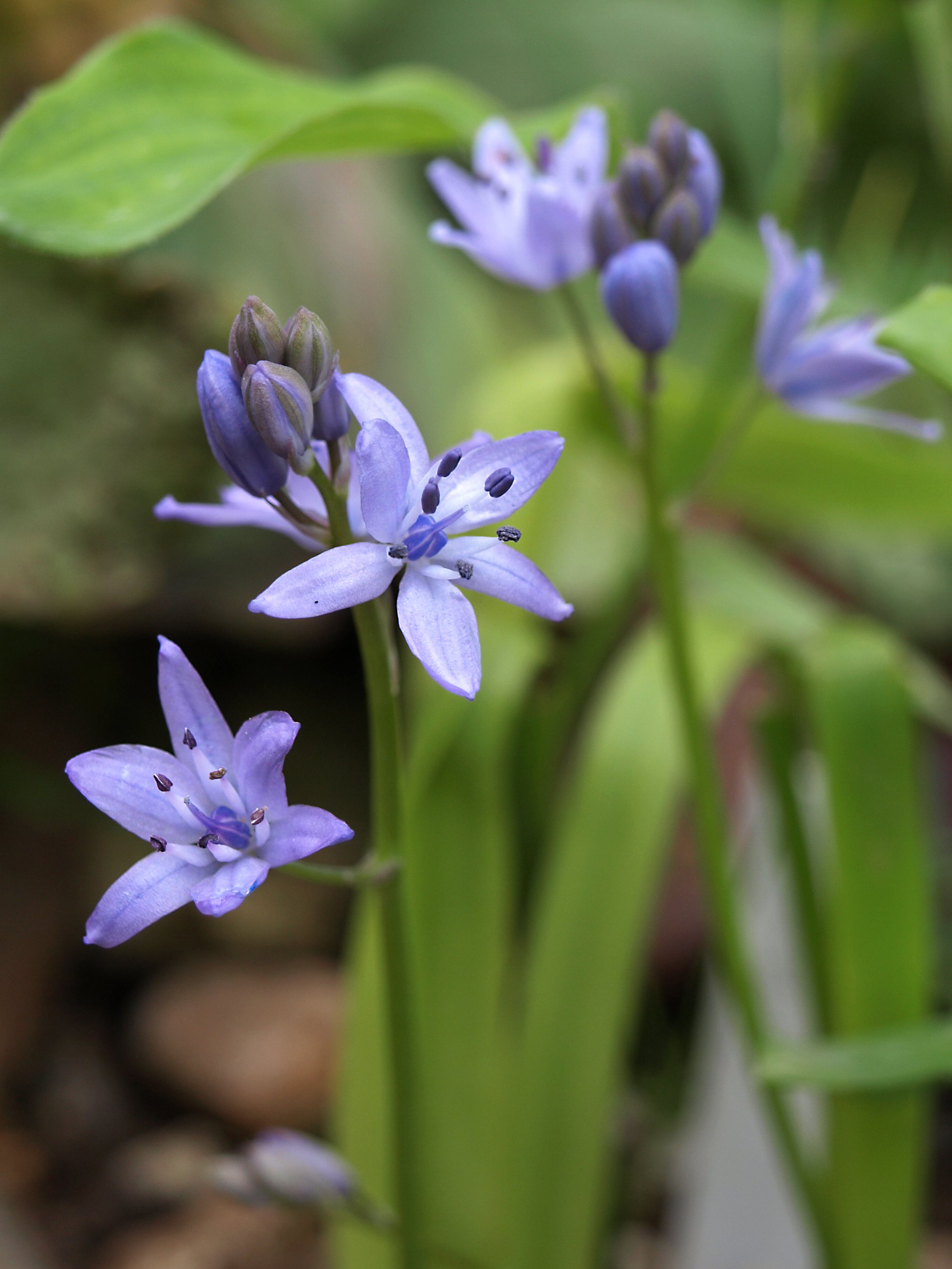 Scilla monophylos / Scilloideae / Iberian Peninsula, N Morocco