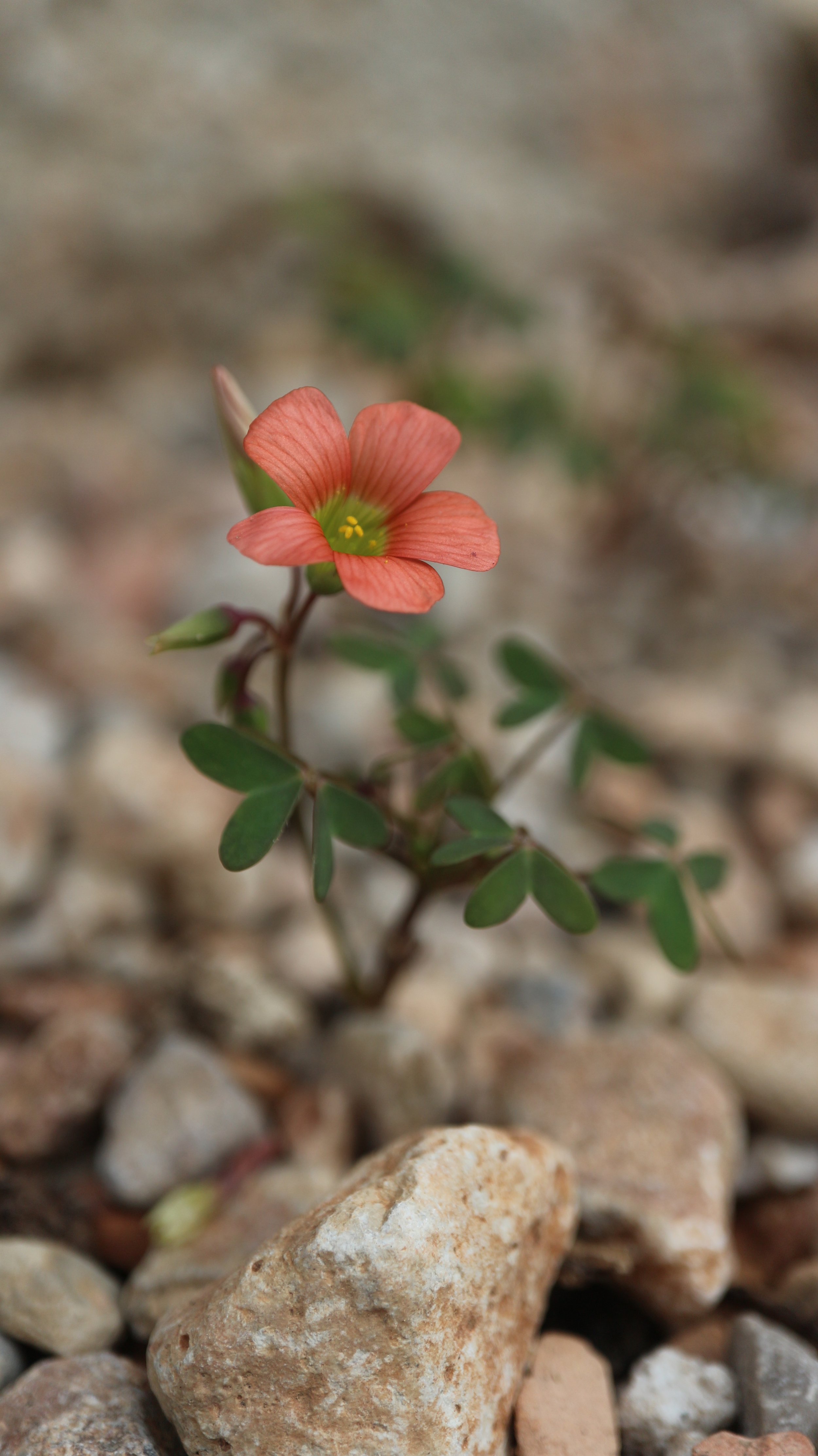 Oxalis stenorhincha / Oxalidaceae / SW Cape, South Africa