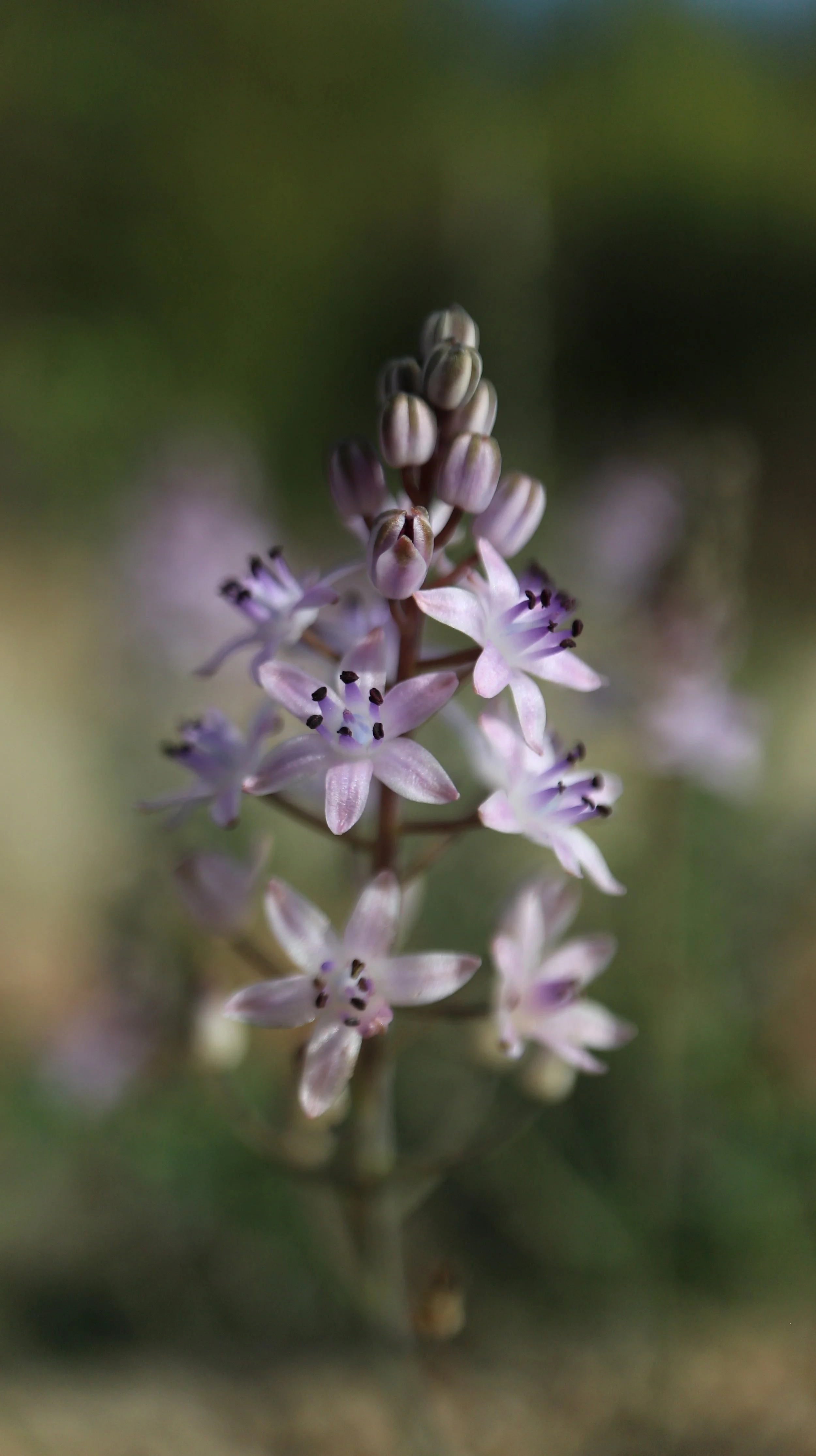 Prospero battagliae (ex Kreta) / Scilloideae / Mediterranean Region