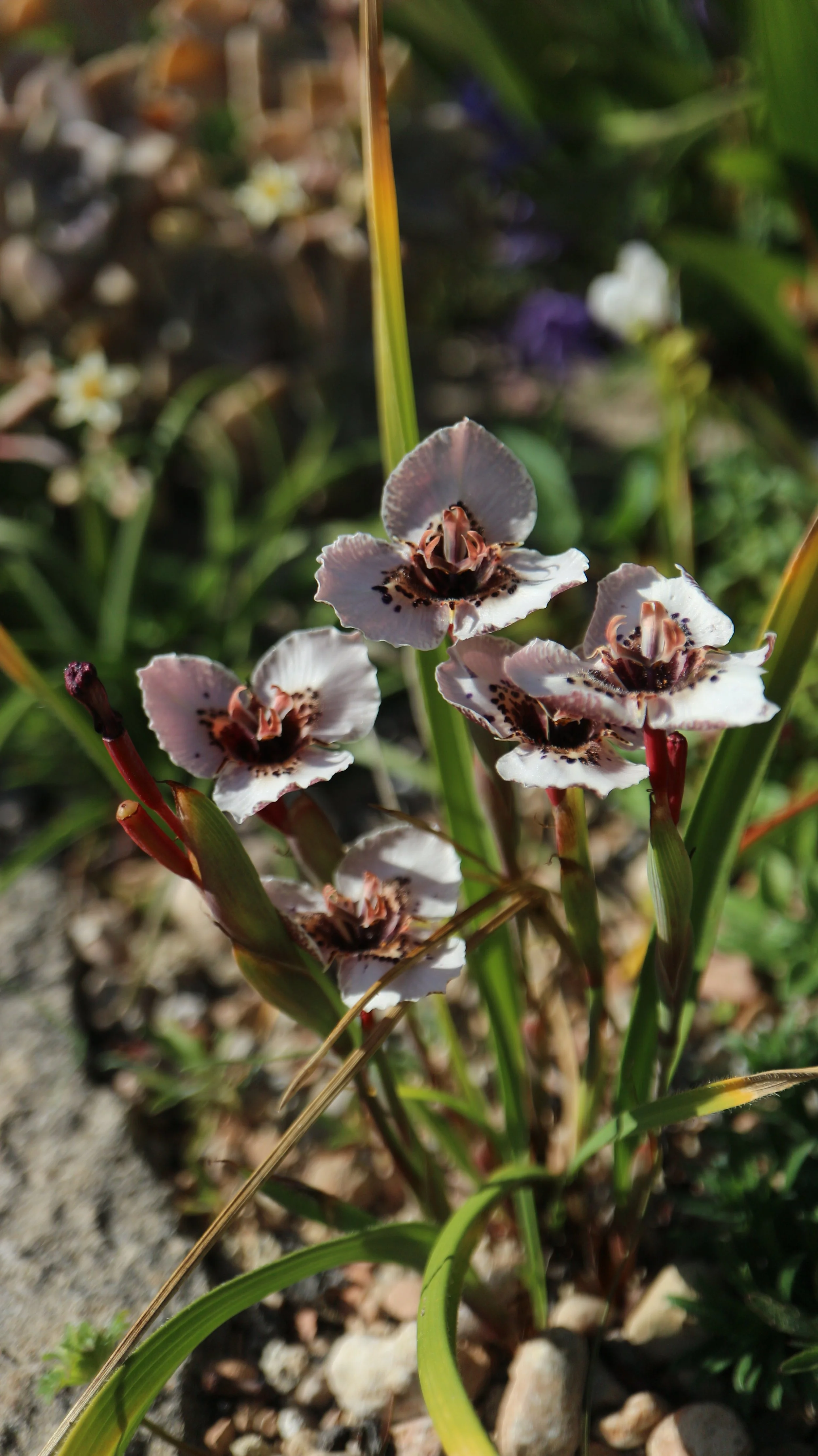 Moraea atropunctata / Iridaceae / SW Cape, South Africa