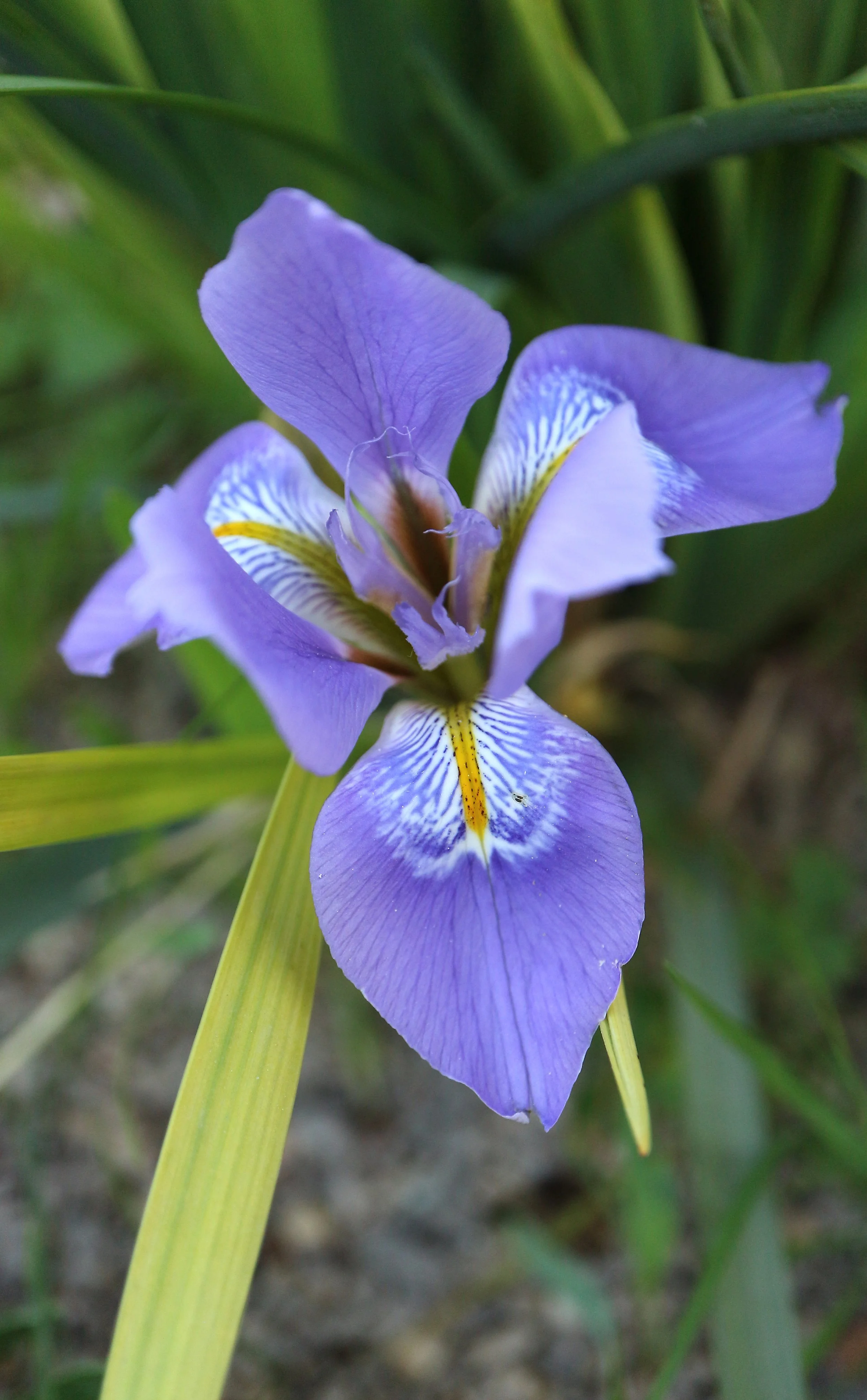 Iris unguicularis / Iridaceae / N Africa, E Mediterranean