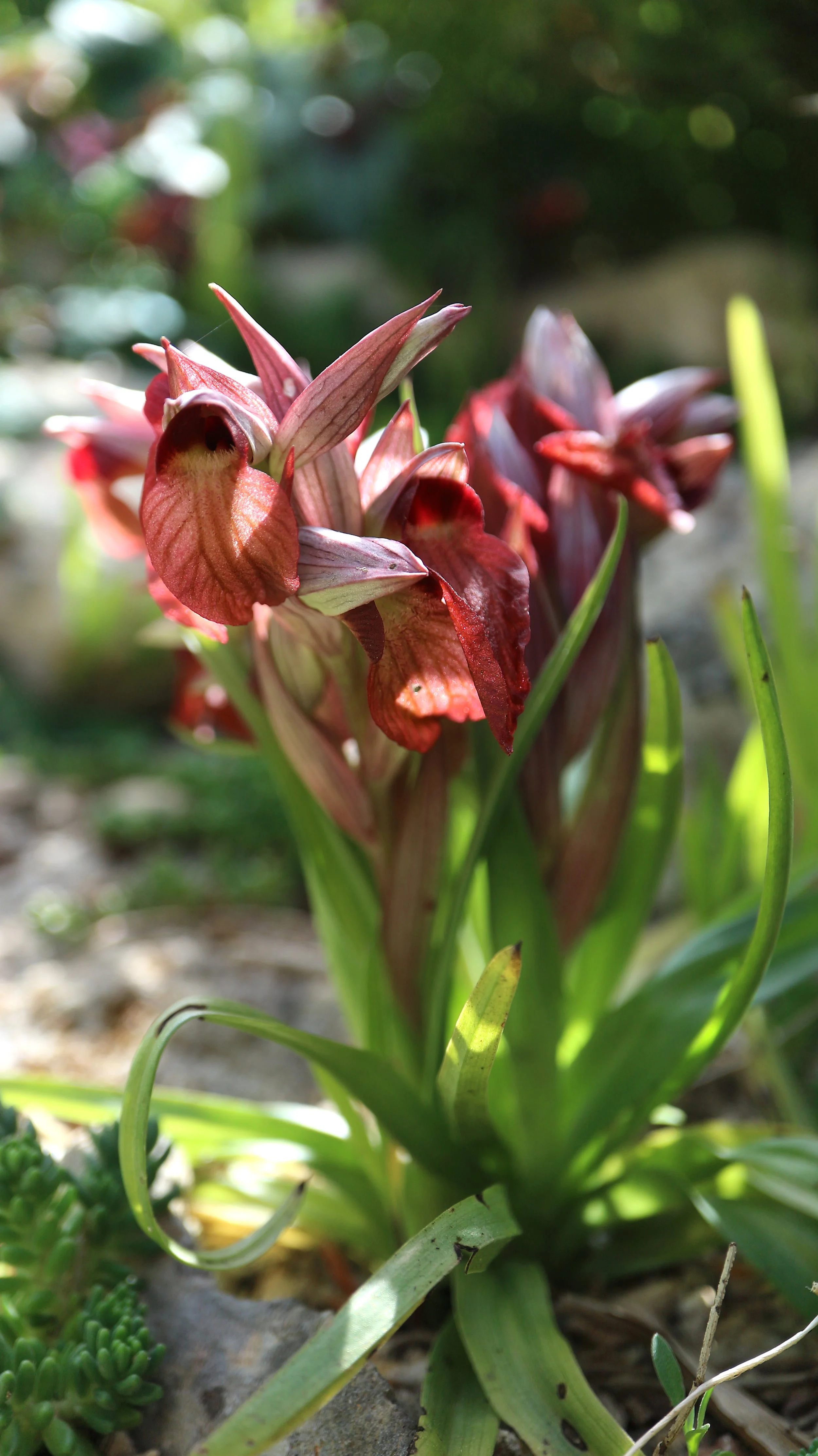 Serapias vomeracea (ex Zakynthos) / Orchidaceae / E Mediterranean 