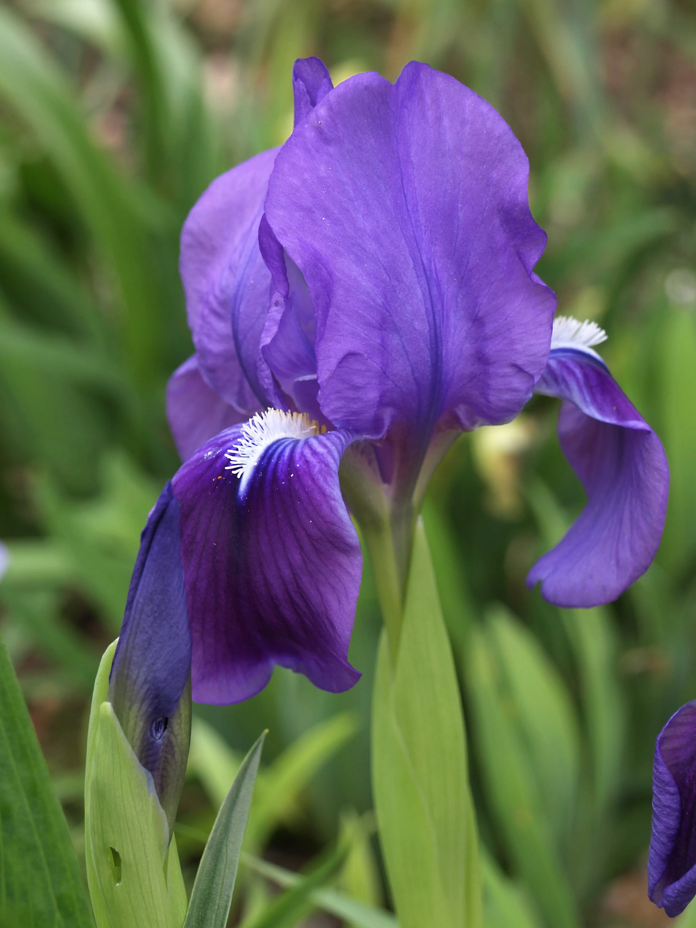 Iris pumila / Iridaceae / W Mediterranean