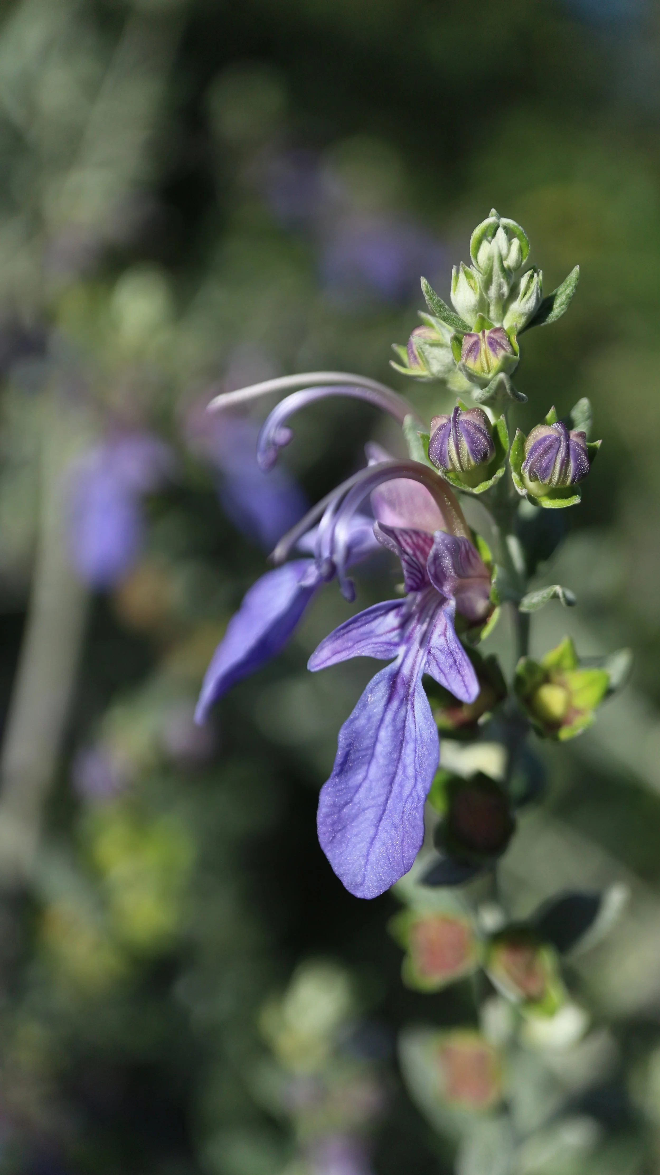 Teucrium fruticans 'Azureum' / Lamiaceae / W Mediterranean