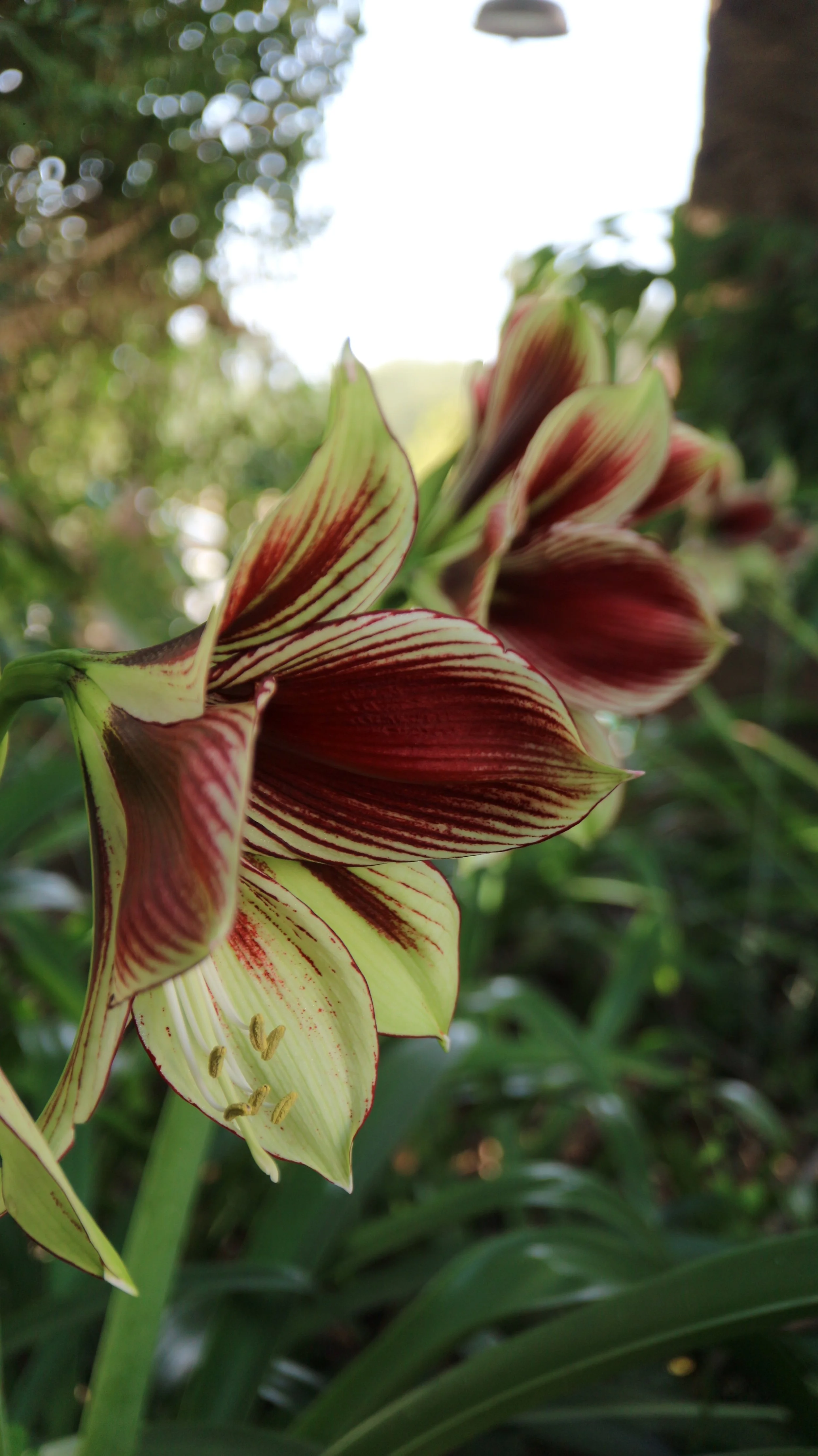 Hippeastrum papilio / Amaryllidaceae / SE Brazil