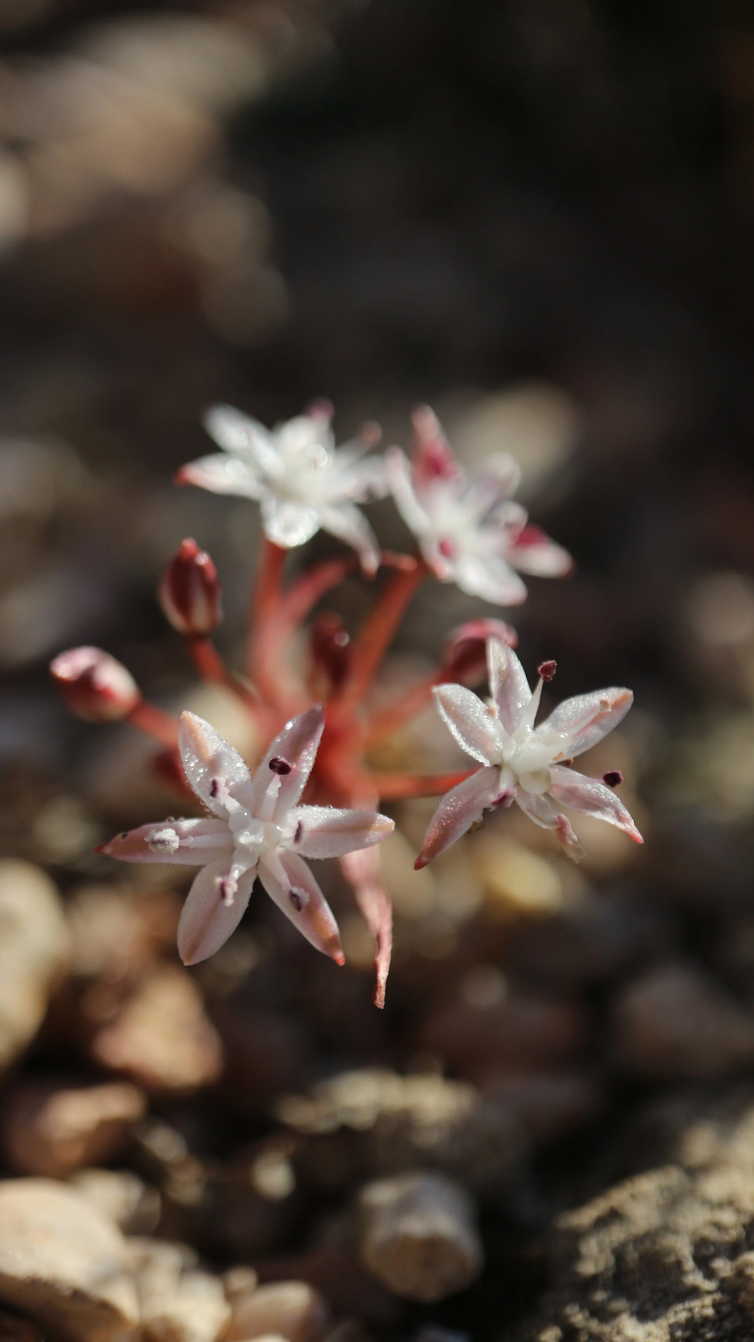 Strumaria aestivalis / Amaryllidaceae / W Cape, South Africa