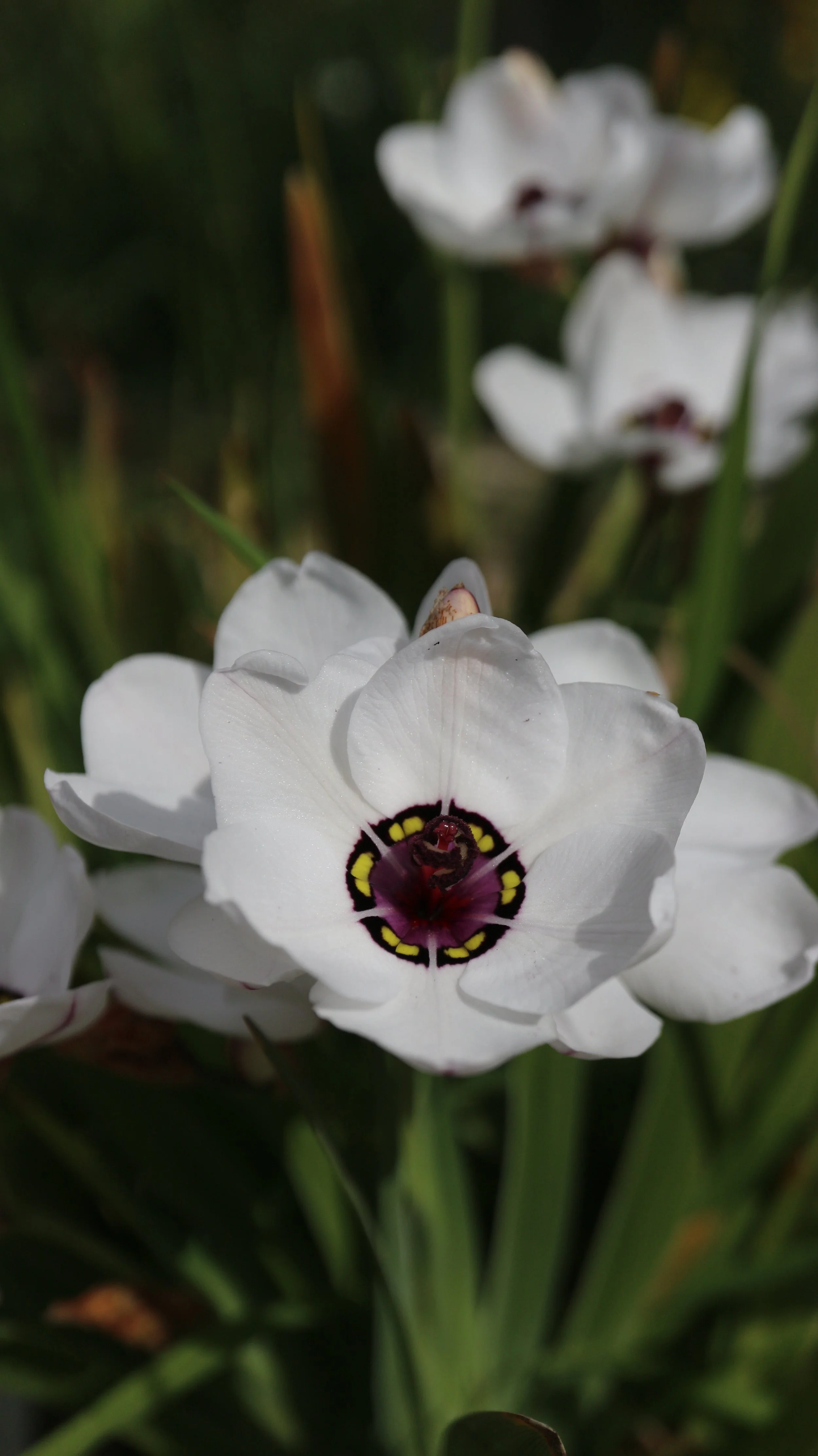Sparaxis elegans f. alba / Iridaceae / W Cape, South Africa