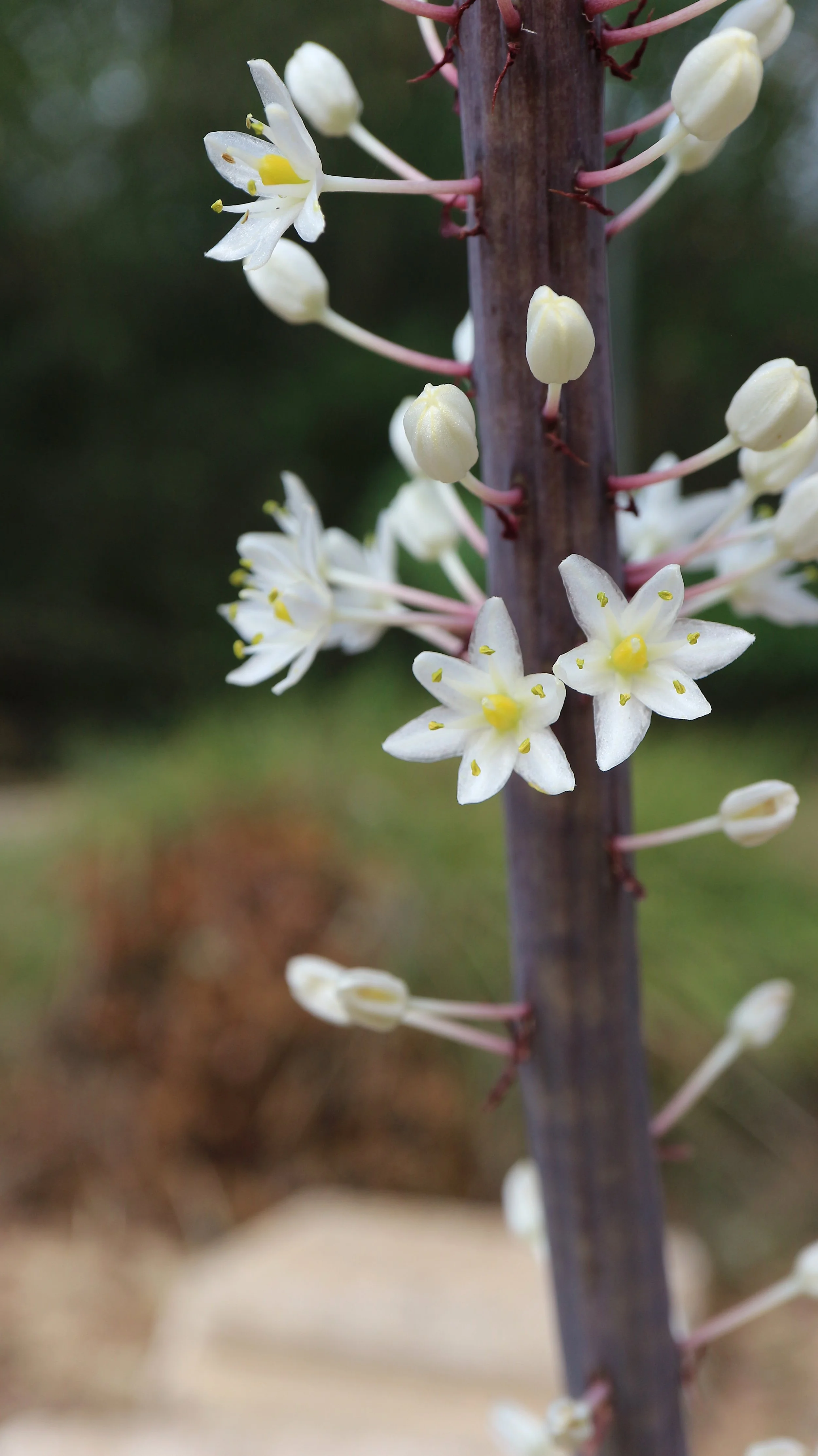 Drimia maritima (ex Mallorca) / Scilloideae / Mediterranean Region