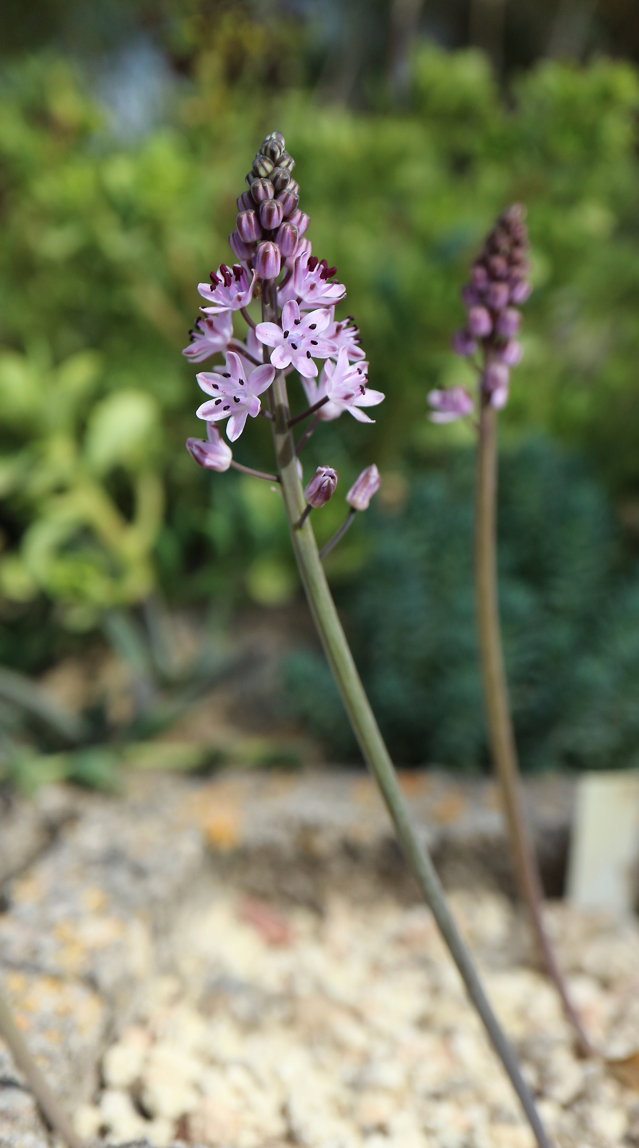 Prospero autumnale 'Big Form' (ex Creta) / Scilloideae / Mediterranean Region